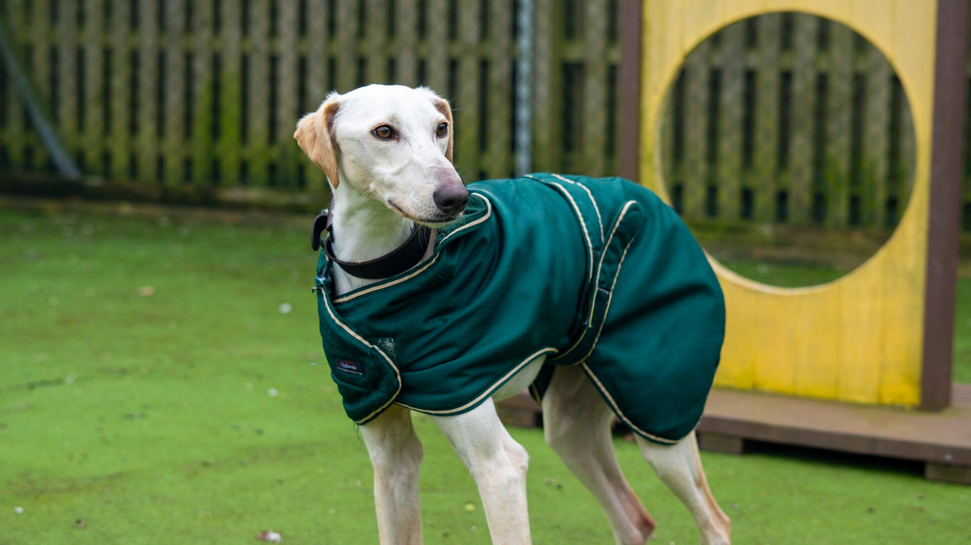 A slender, light-coloured dog wearing a green coat stands on artificial grass near a wooden structure with a circular opening, with a wooden fence in the background.