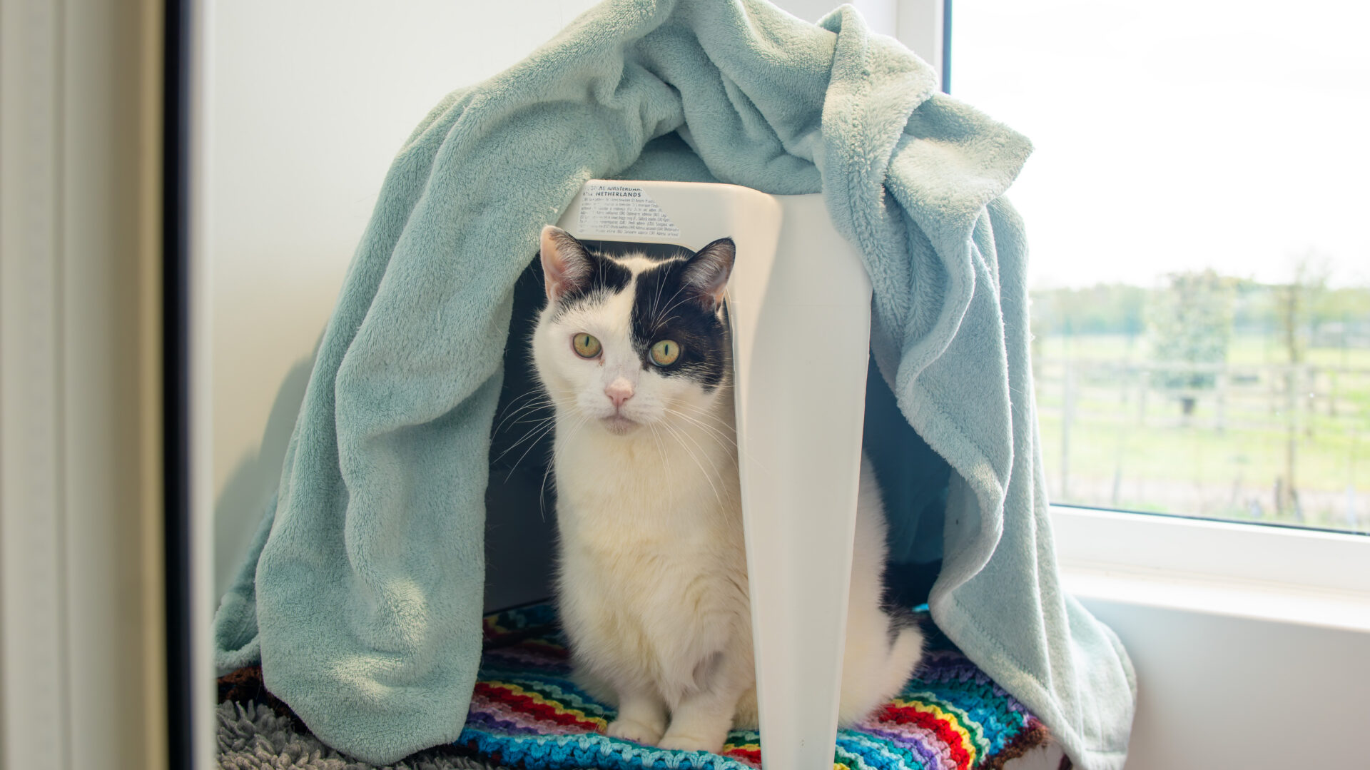 A white cat with black markings sits under a light blue blanket draped over a white chair, creating a cosy tent on a colourful crocheted mat by a window.