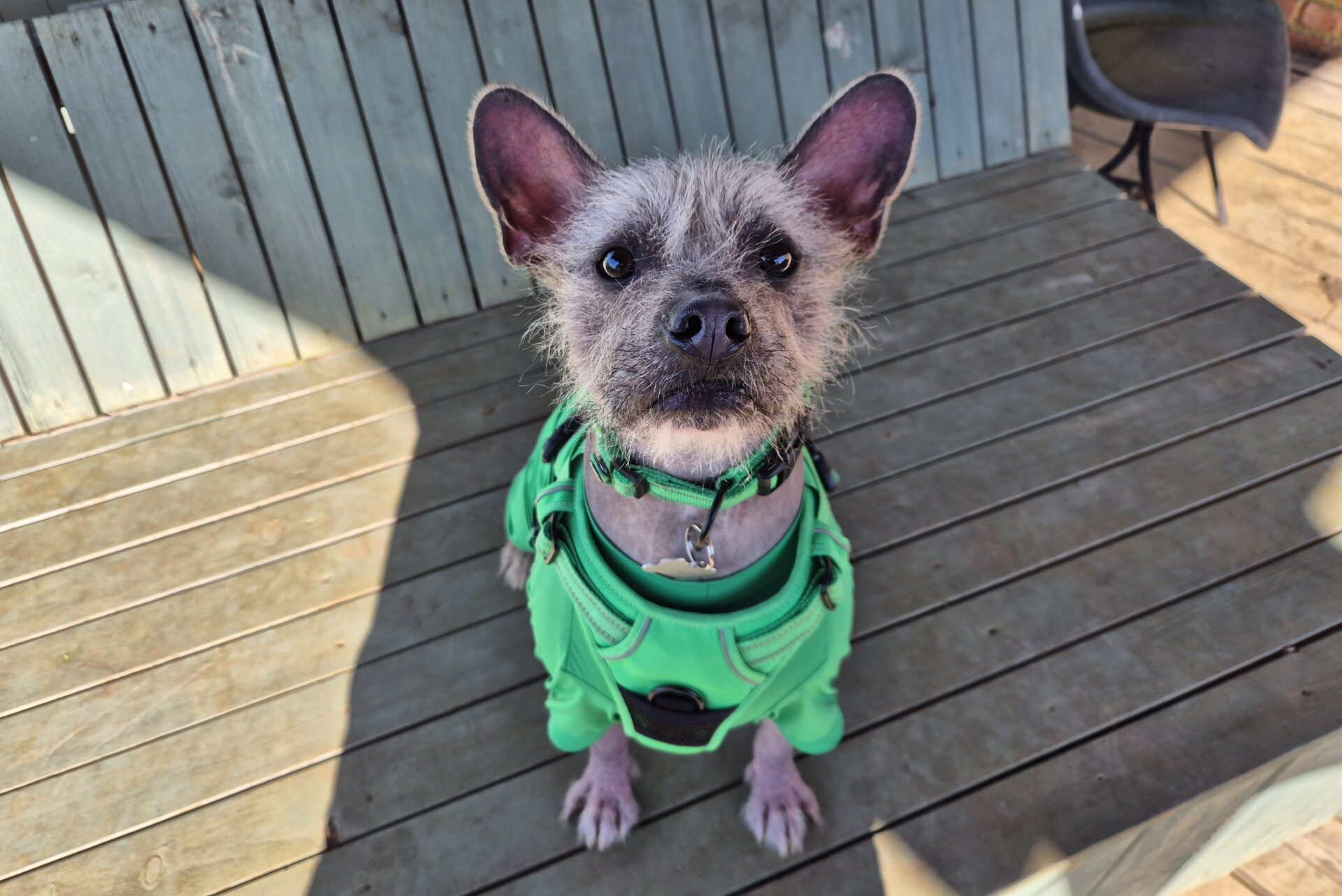 Robin, a 2 years old male Crossbreed available for adoption from Woodgreen in Godmanchester, Cambridgeshire