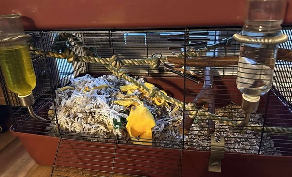 A compact rat cage with shredded paper bedding, yellow fabric pieces, two water bottles at the front, plus climbing ropes and wooden perches inside.