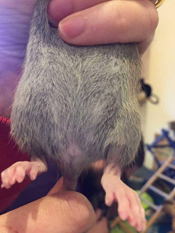 A close-up of a person’s hand gently holding a doe rat at four and a half weeks old, showing its soft grey fur, underside, legs, and tiny pink feet. The background is blurred.