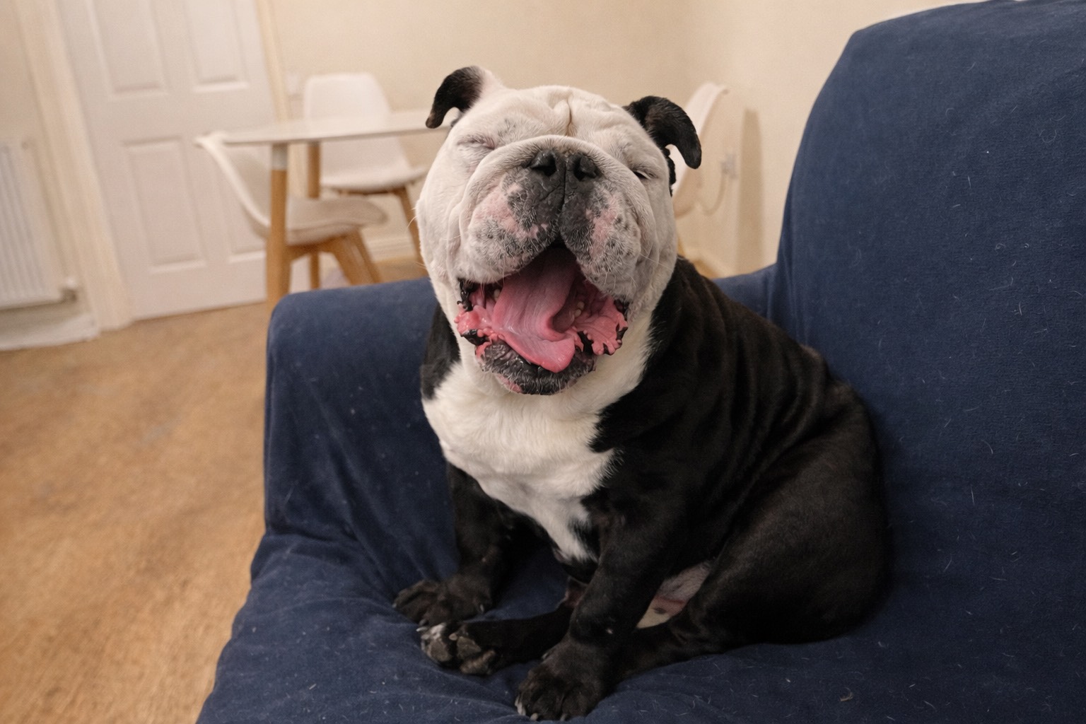 A black and white bulldog sits on a blue sofa, yawning widely with its eyes closed. In the background, a table and chairs add to the cosy room where the relaxed bulldog enjoys its quiet moment.