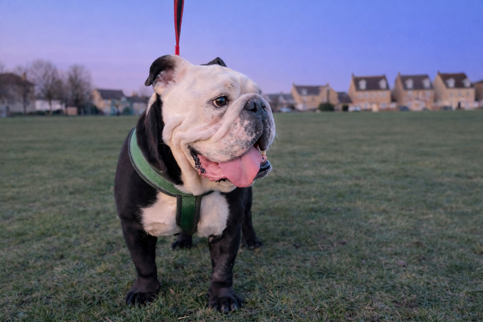 A stocky bulldog wearing a green harness stands on grass with its tongue out. Houses are visible in the background under a twilight sky, while the bulldog is held by a red lead.