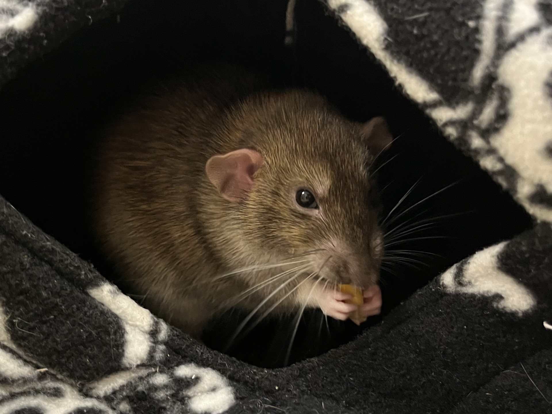 A curious rat is sitting inside a cosy, black-and-white patterned fabric pouch, holding and nibbling on a small piece of food with its front paws.