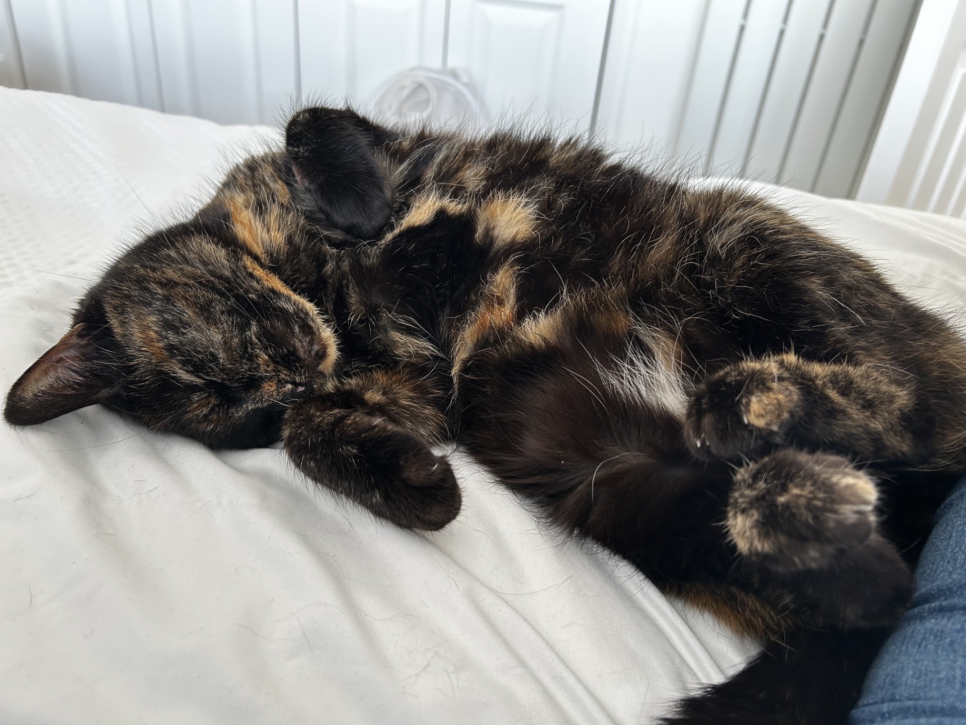 A tortoiseshell cat is lying on its back, sleeping comfortably on a white bedspread with its paws curled up. The background shows white wardrobe doors and part of a human leg.
