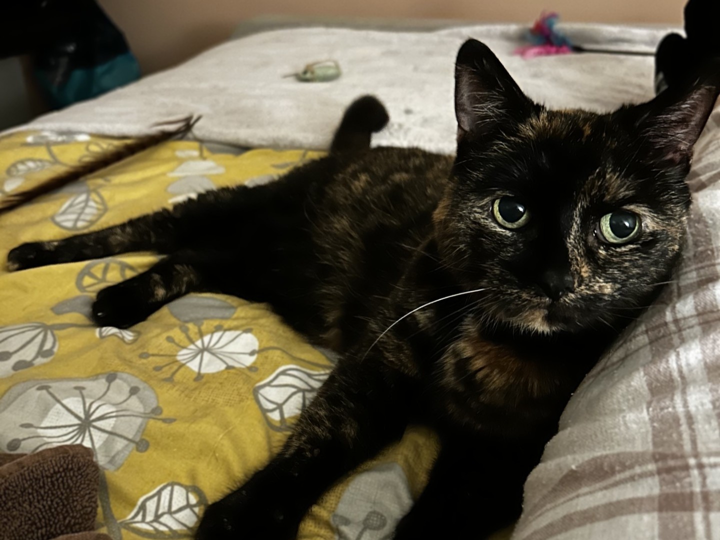 A tortoiseshell cat with green eyes lies comfortably on a bed with a yellow and grey floral blanket, gazing towards the camera. Cat toys are visible in the background.
