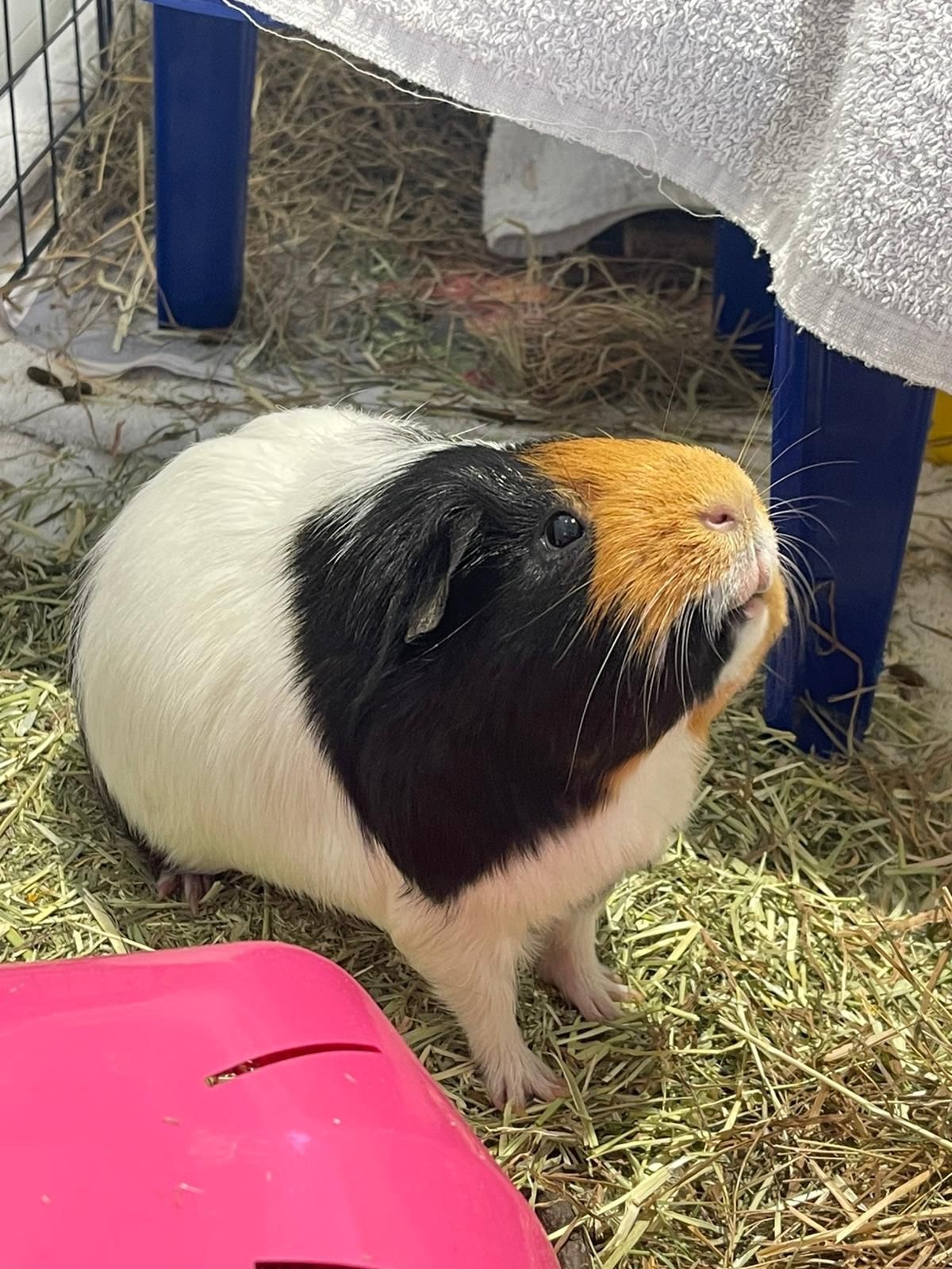 A tricolour guinea pig with white, black, and orange fur sits on hay in a cage, looking up. Part of a pink plastic guinea pig shelter and a white towel draped above are also visible.