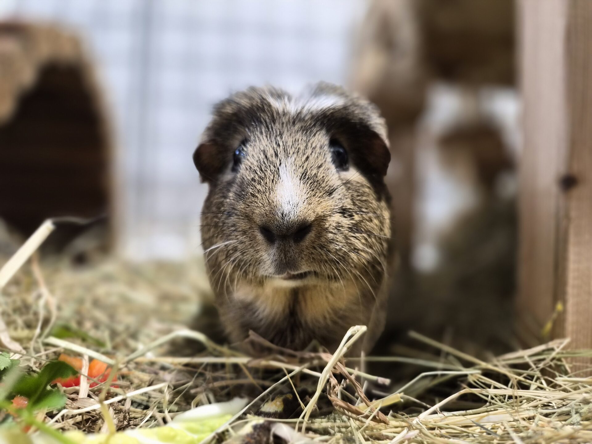 A brown and white guinea pig sits on hay, facing the camera with curious eyes. The background is blurry, showing parts of its enclosure and scattered pieces of vegetables.