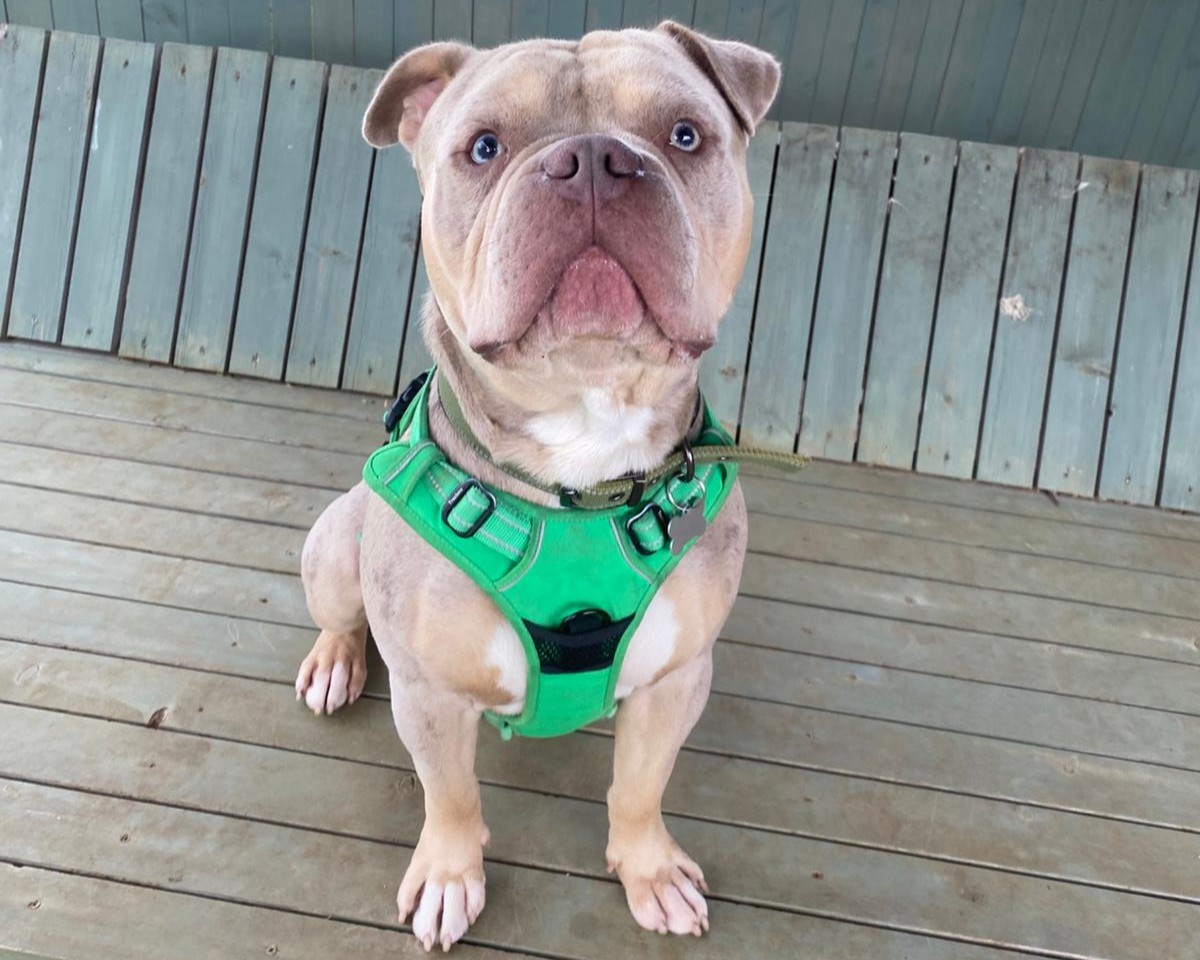 A tan and grey bulldog cross wearing a bright green harness sits on a wooden decking, looking up with a calm expression.