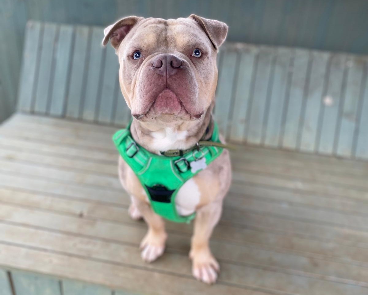 A bulldog cross wearing a bright green harness sits on a wooden bench, looking up at the camera with a curious expression. The background is a muted green wooden wall.
