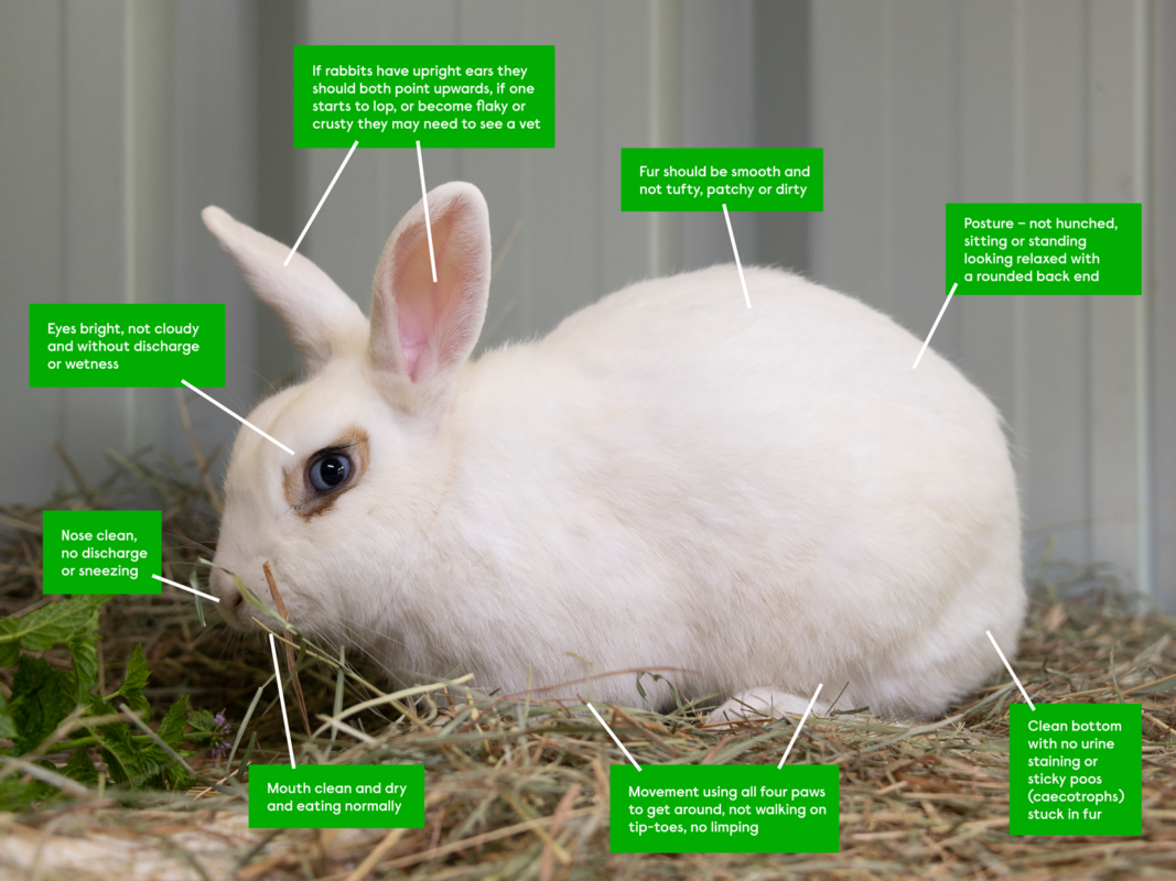A white rabbit sits on hay in a pen, facing left. Green labels around its body describe signs of good health, such as clear eyes, clean nose, smooth fur, relaxed posture, and normal movement.