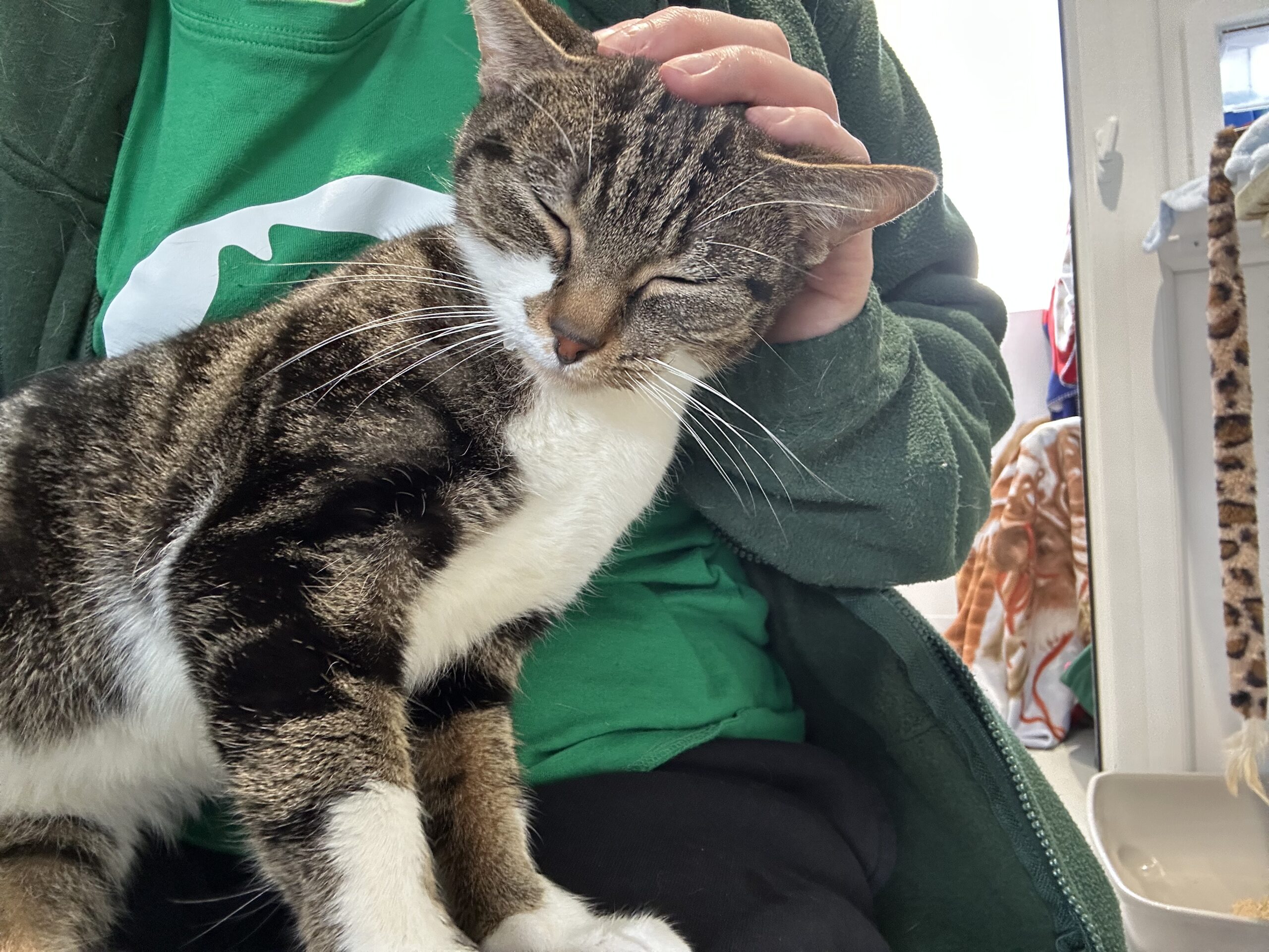 A tabby and white cat sits contentedly on a person's lap, eyes closed, while the person gently strokes its head. The person is wearing a green jacket and green shirt.