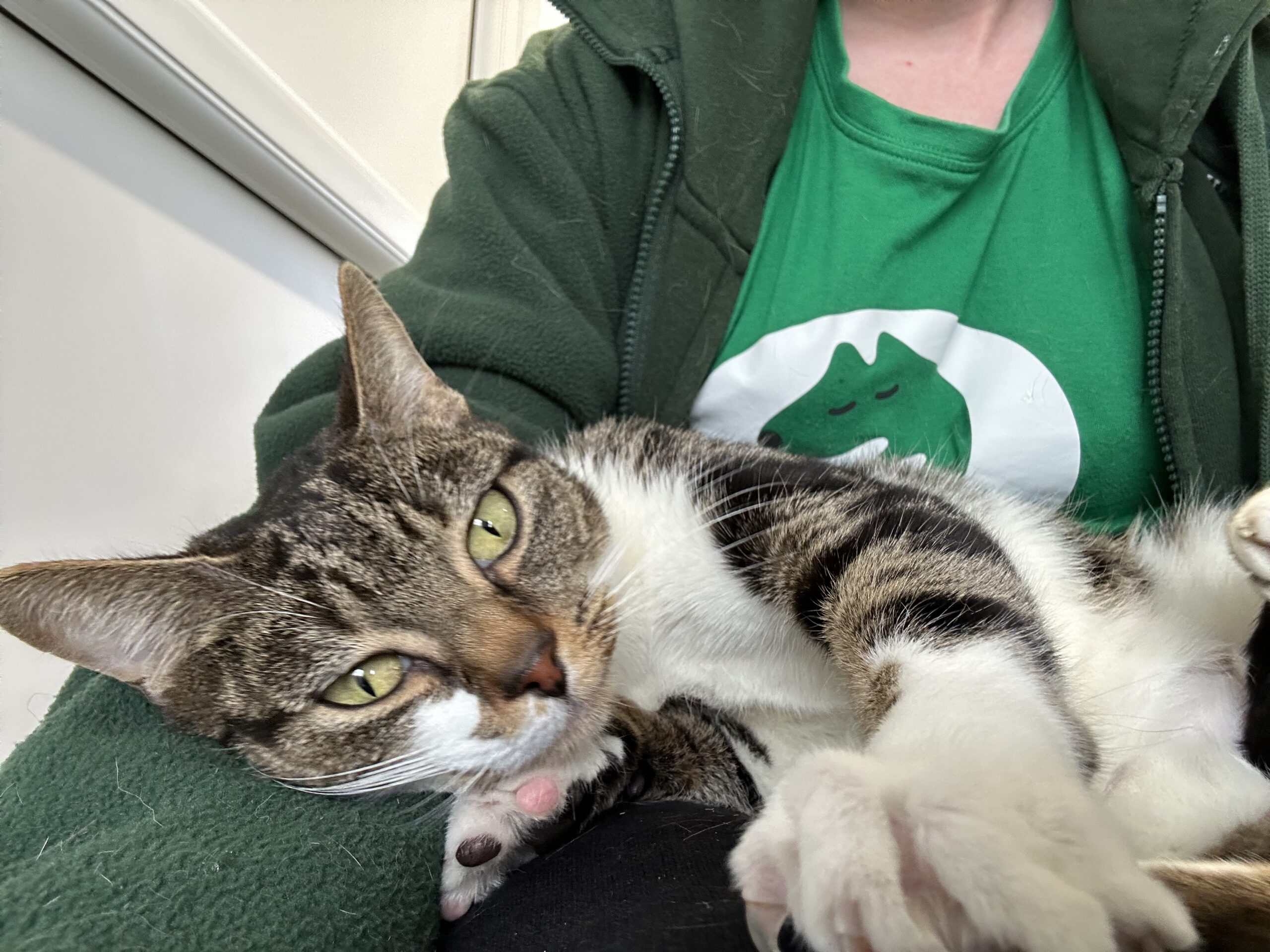 A tabby cat with white paws lies comfortably on a person's lap. The person is wearing a green shirt with a dinosaur graphic and a green jacket. The cat looks relaxed and gazes towards the camera.