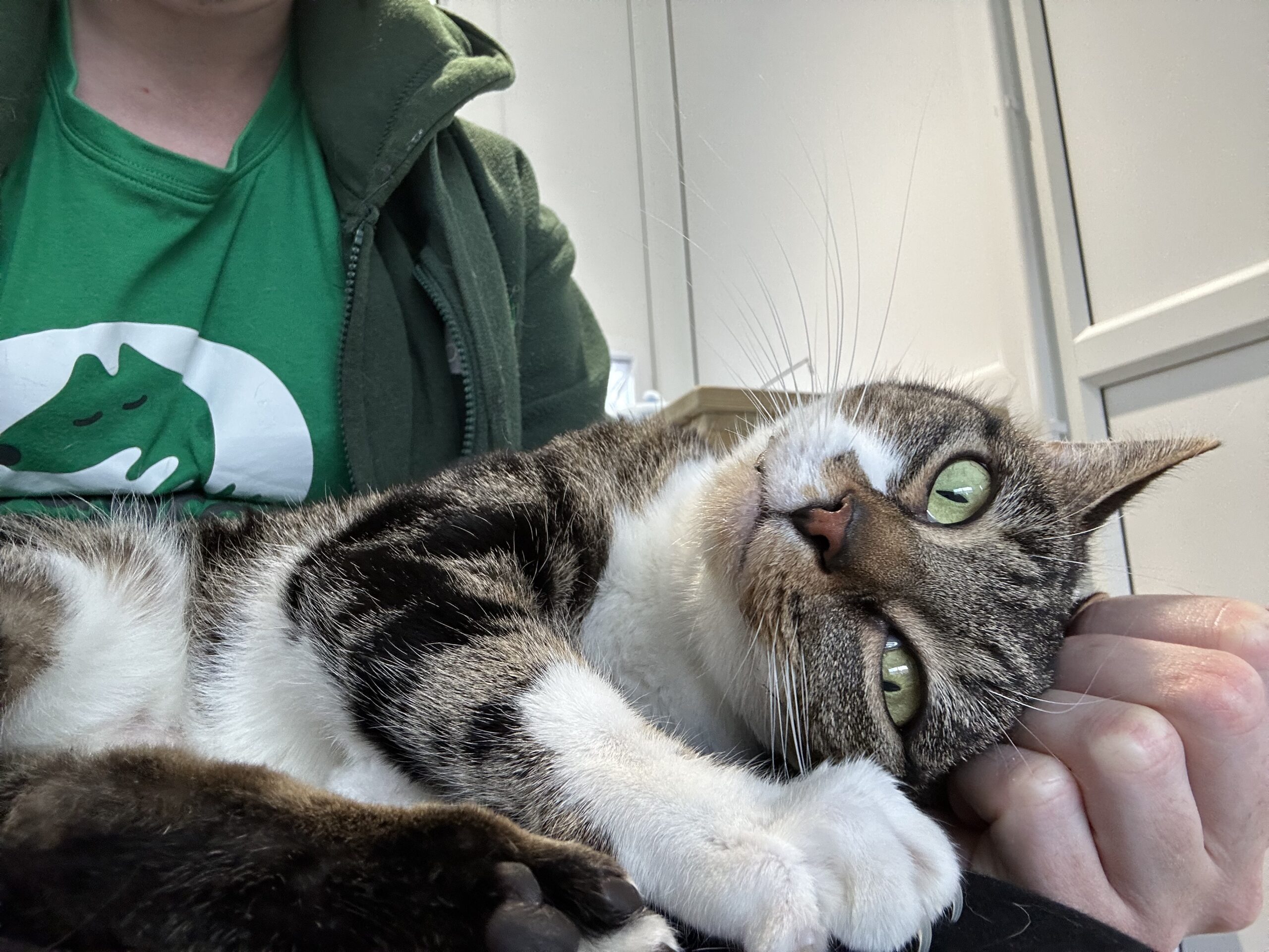 A grey and white cat with green eyes lies on a person's lap, resting its head on the person's hand. The person is wearing a green shirt and jacket. The cat looks relaxed and content.