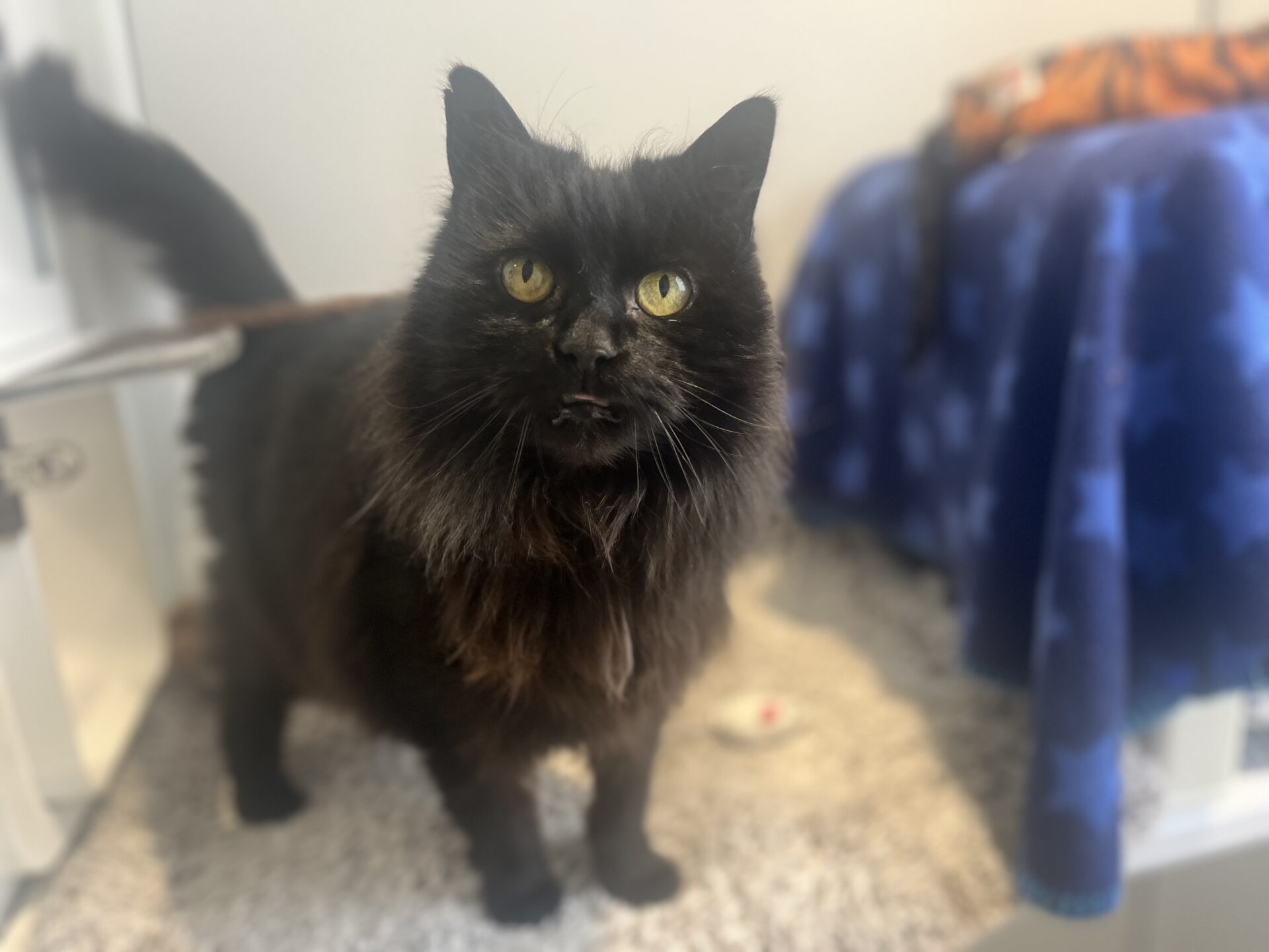 A fluffy black cat with yellow eyes stands on a soft surface, looking up. In the background, there is a bed covered with a blue duvet and a toy on the floor.