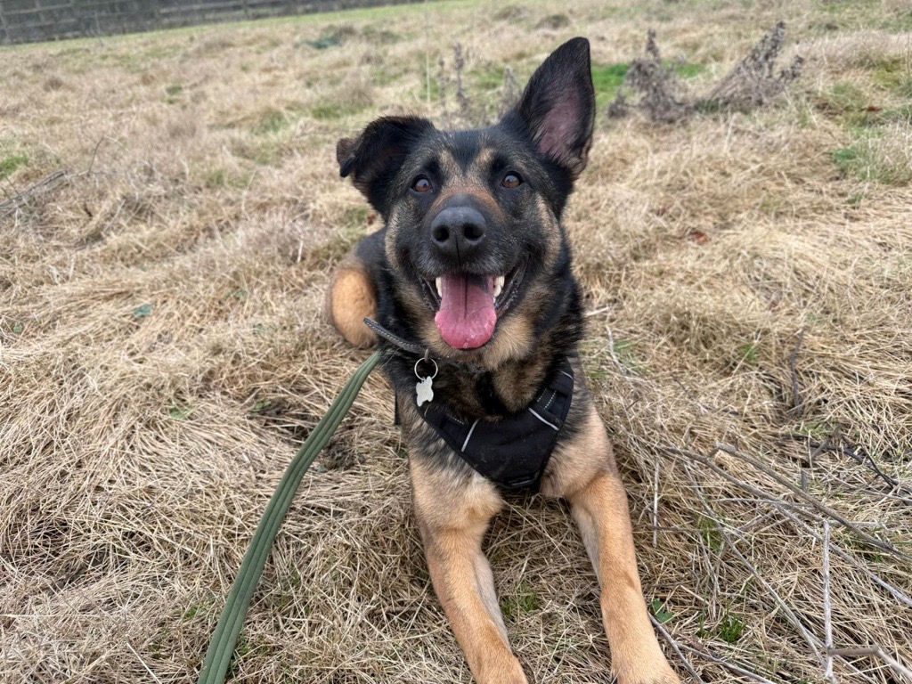 A happy German Shepherd Malinois cross with one ear up lies on dry grass, wearing a black harness and lead, looking at the camera with its tongue out.