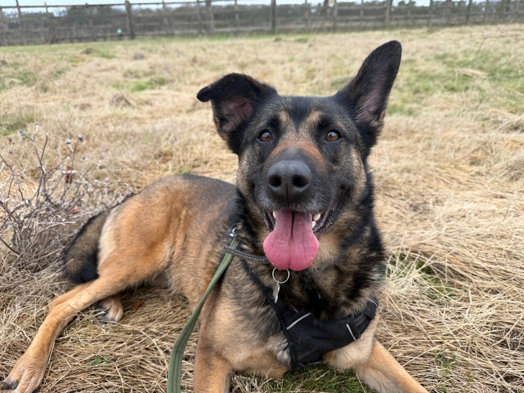 A happy German Shepherd-Malinois cross with a black harness lies on dry grass in a field, mouth open and tongue out, one ear flopped over, and a green lead attached.