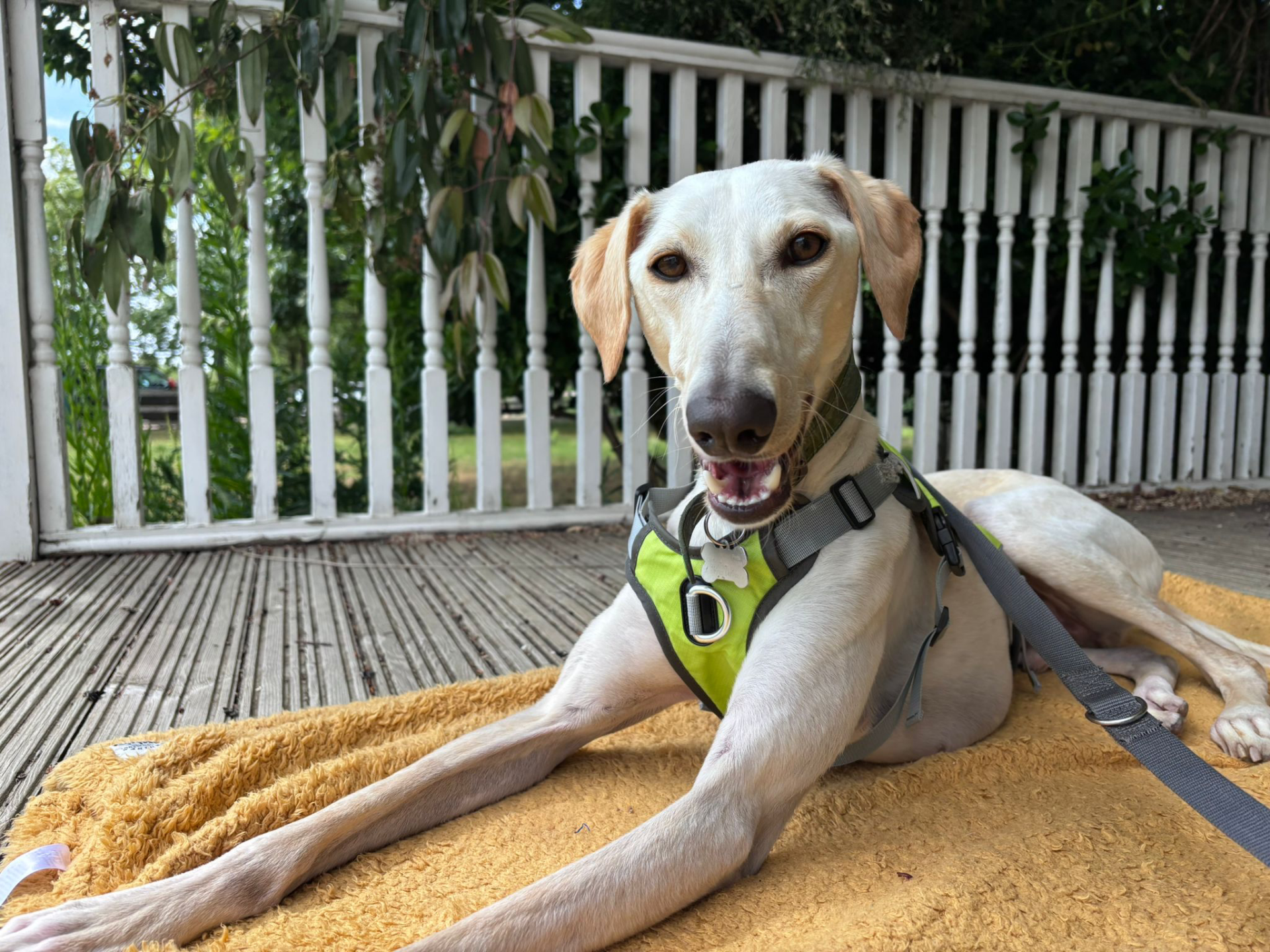 A light-coloured lurcher with floppy ears and a green harness lies on a yellow blanket on a wooden decking, looking at the camera with its mouth open.