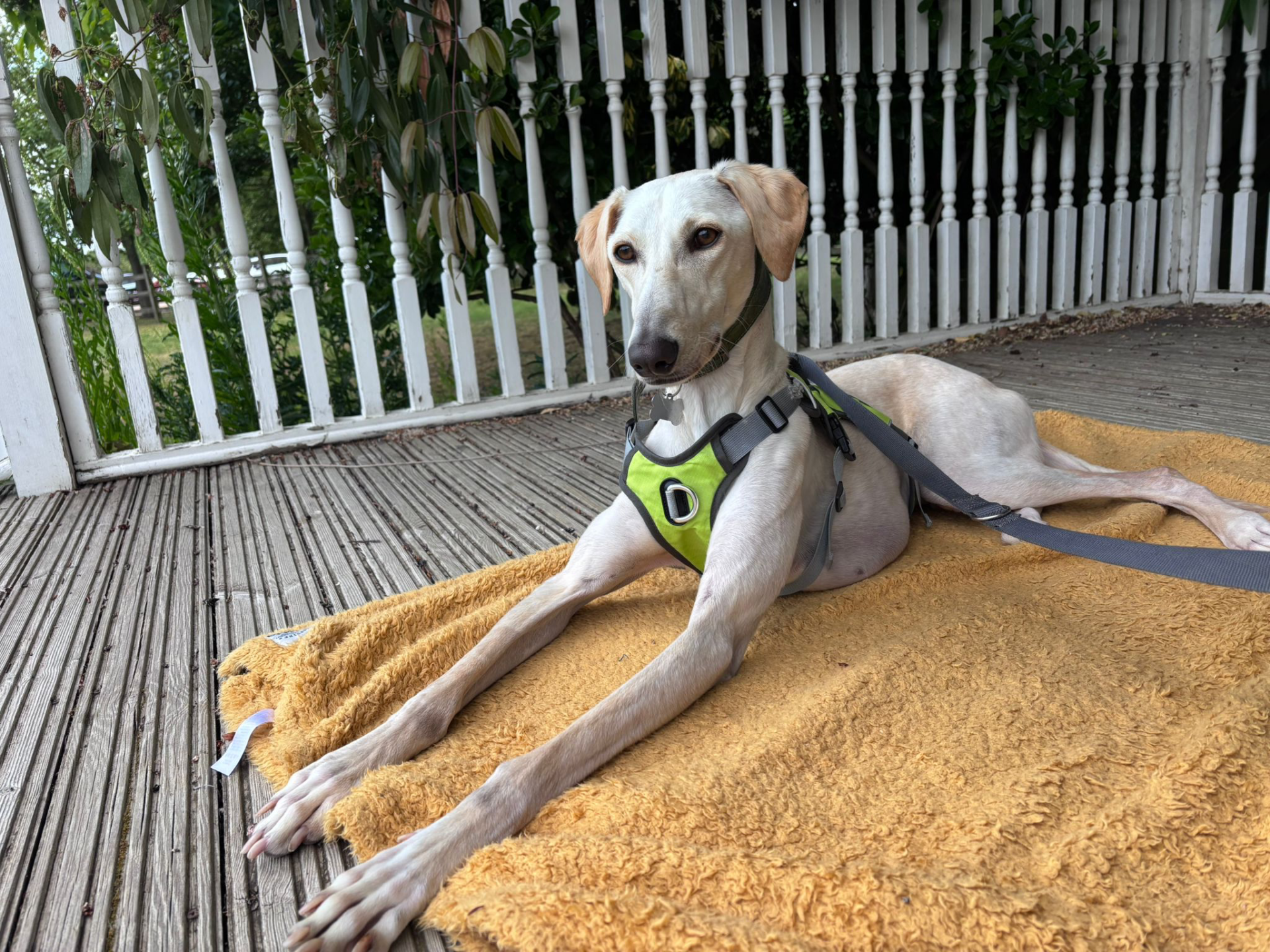 A slender light-coloured lurcher wearing a green harness lies on a yellow blanket on a wooden decking, with a white railing and greenery in the background.