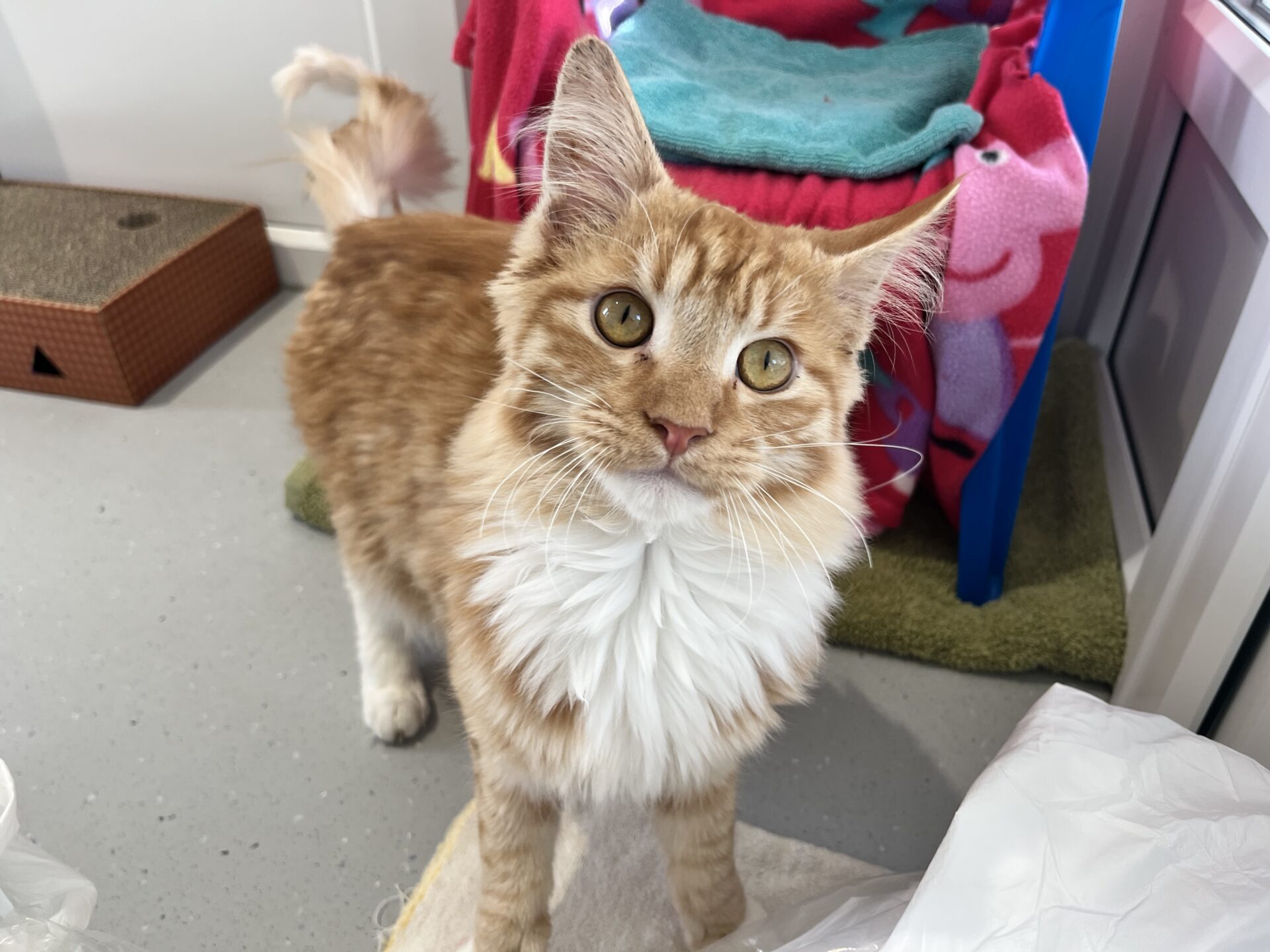 A fluffy orange and white cat with large eyes stands indoors on a grey floor, looking up at the camera. Behind the cat are colourful blankets and a scratching post.