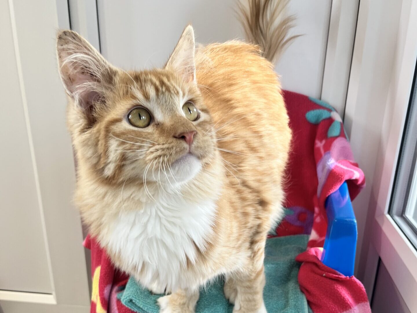 A fluffy orange tabby cat with white chest fur stands on a chair covered with colourful blankets, looking up near a bright window.
