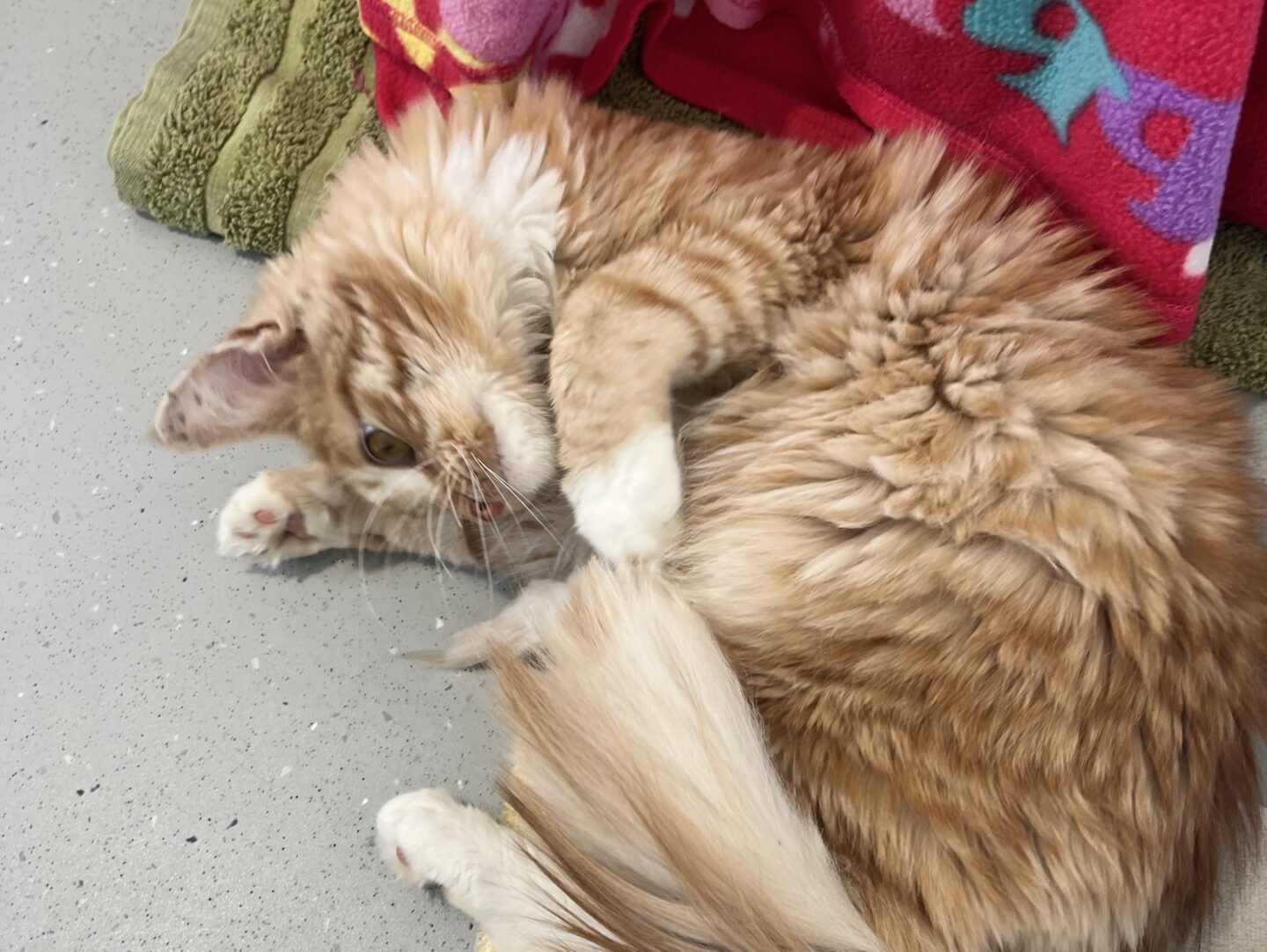 A fluffy orange and white cat lies on its side on a grey floor, playfully looking at the camera, next to a green towel and a pink blanket with colourful patterns.