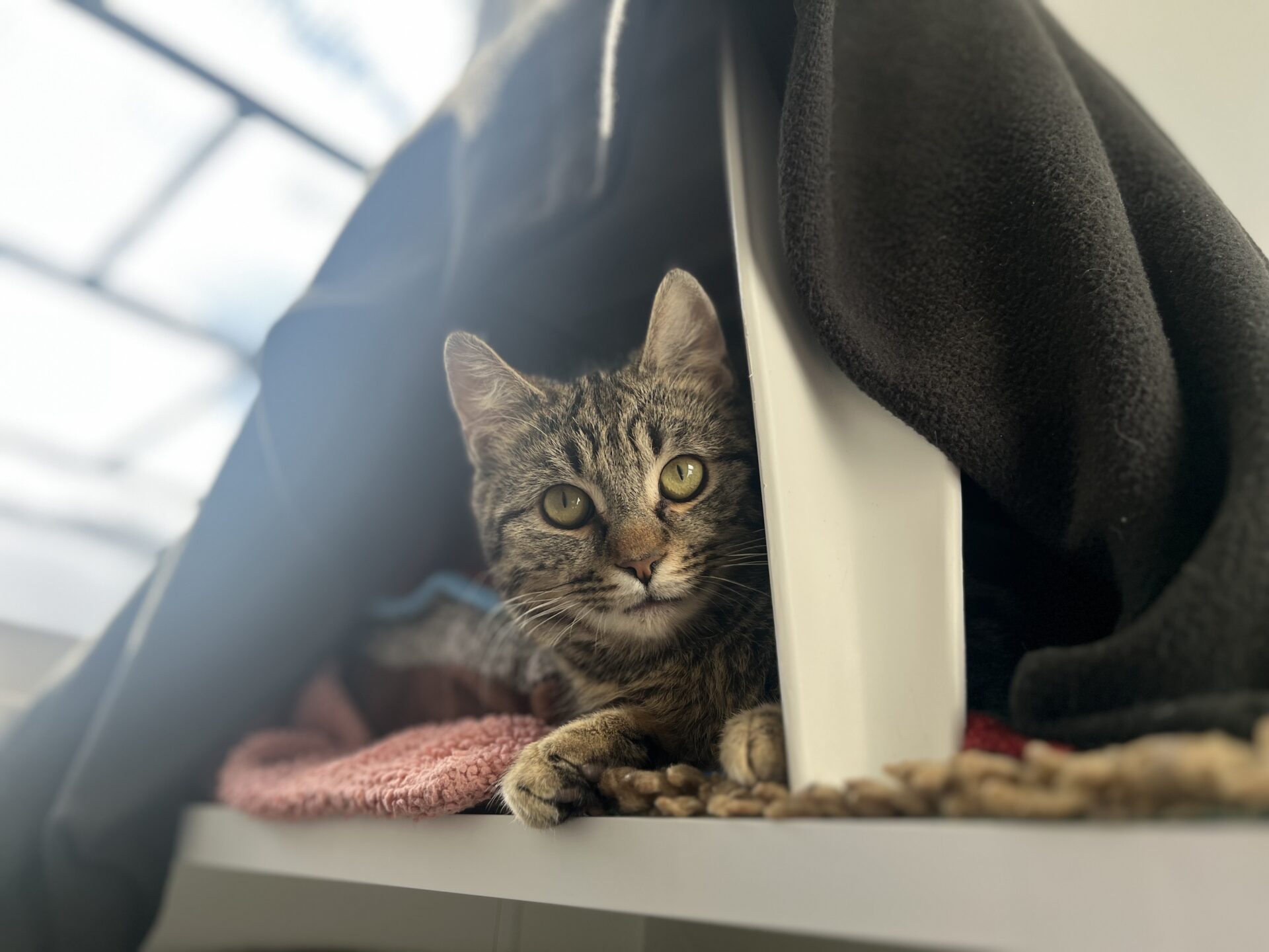 A tabby cat with yellow eyes lies on a blanket under a shelf, partially hidden by a black blanket, looking curiously at the camera in a softly lit indoor space.