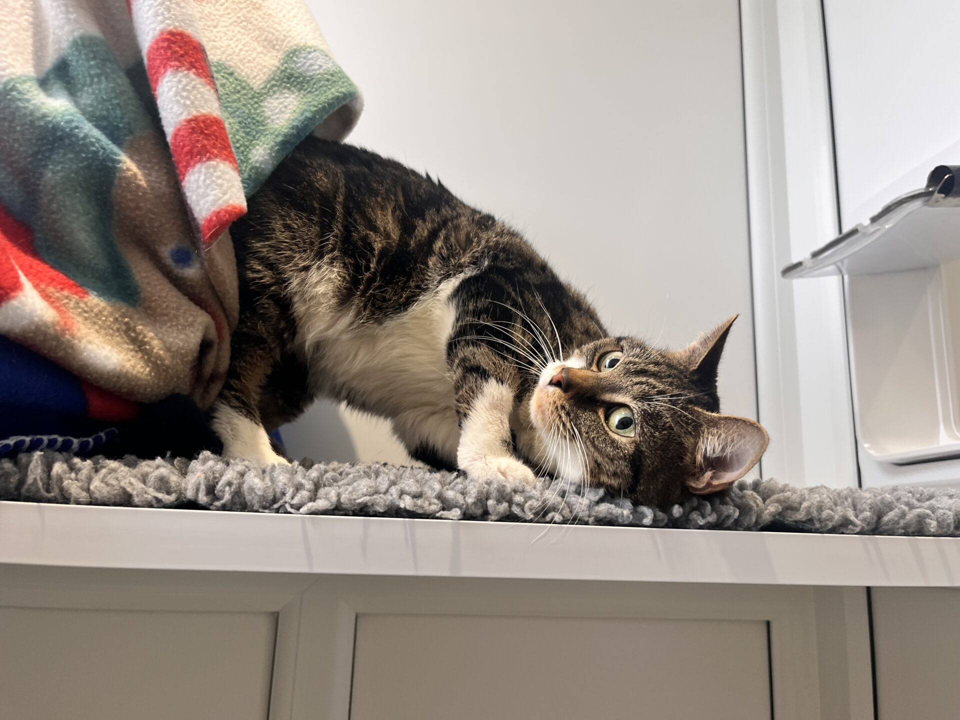 A tabby cat with white paws lies on a grey rug, pressing its head against the surface and peeking out from under a colourful blanket draped over its back. The cat looks relaxed and curious.