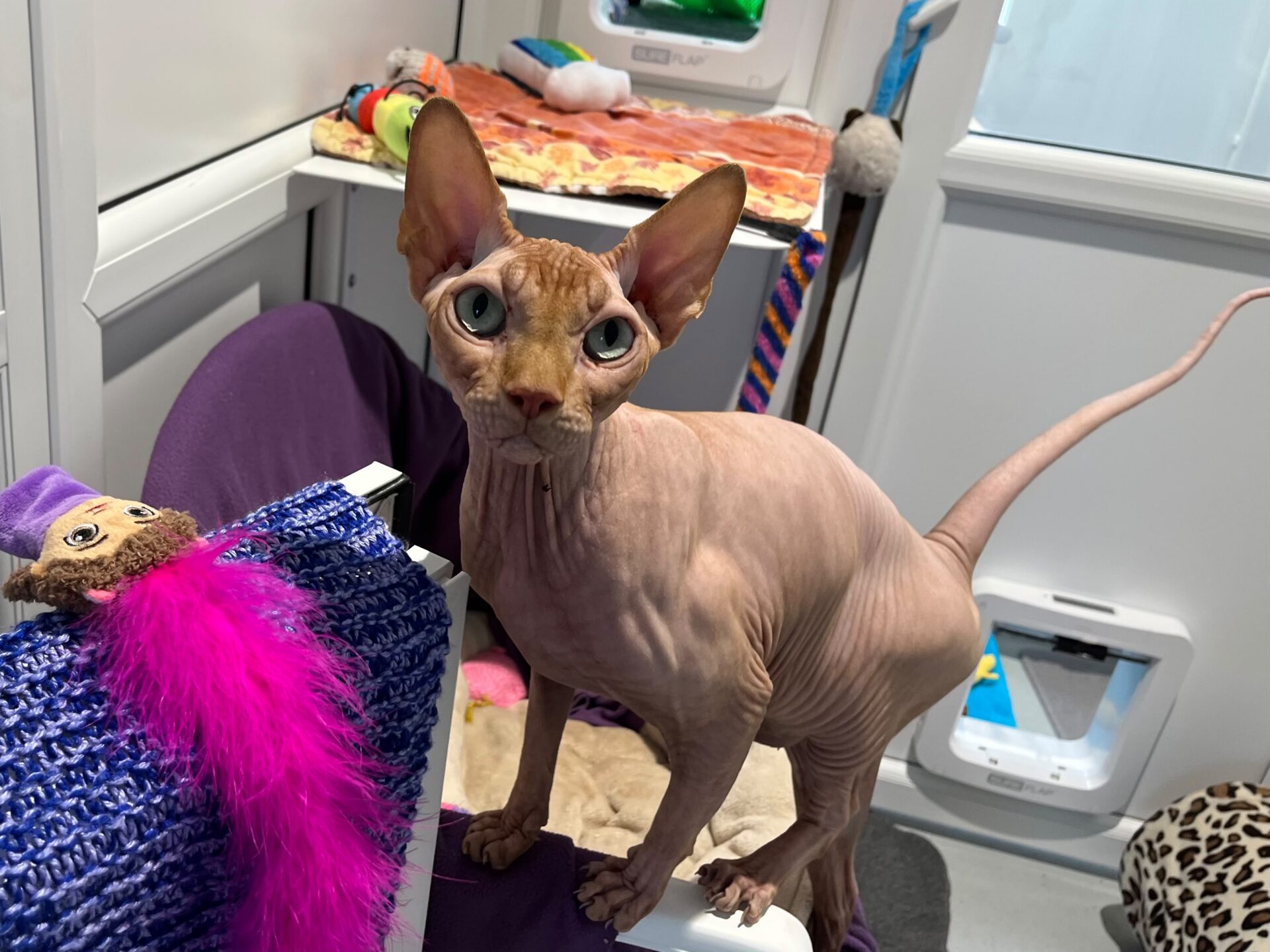 A hairless Sphynx cat with large ears and green eyes stands on a purple blanket in a room filled with colourful cat toys, a scratching post, and a cat flap in the background.