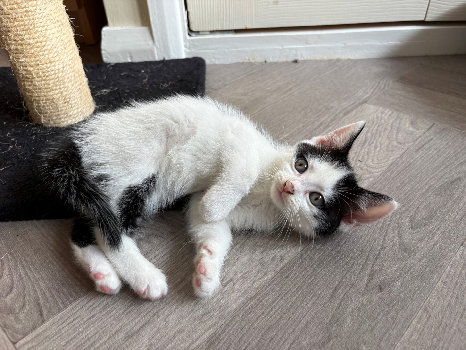 A black and white kitten lies on its side on a light wooden floor next to a scratching post, looking up with bright eyes and relaxed paws.