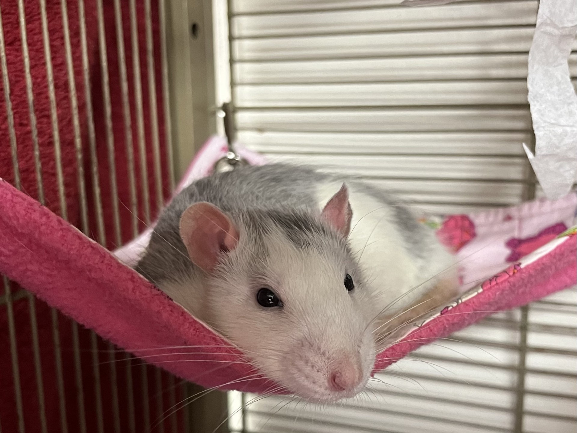 A white and grey rat is lying comfortably on a pink hammock inside a cage, looking towards the camera. The cosy setting features metal bars in the background and part of a tissue hanging nearby, creating a perfect spot for this relaxed rat.