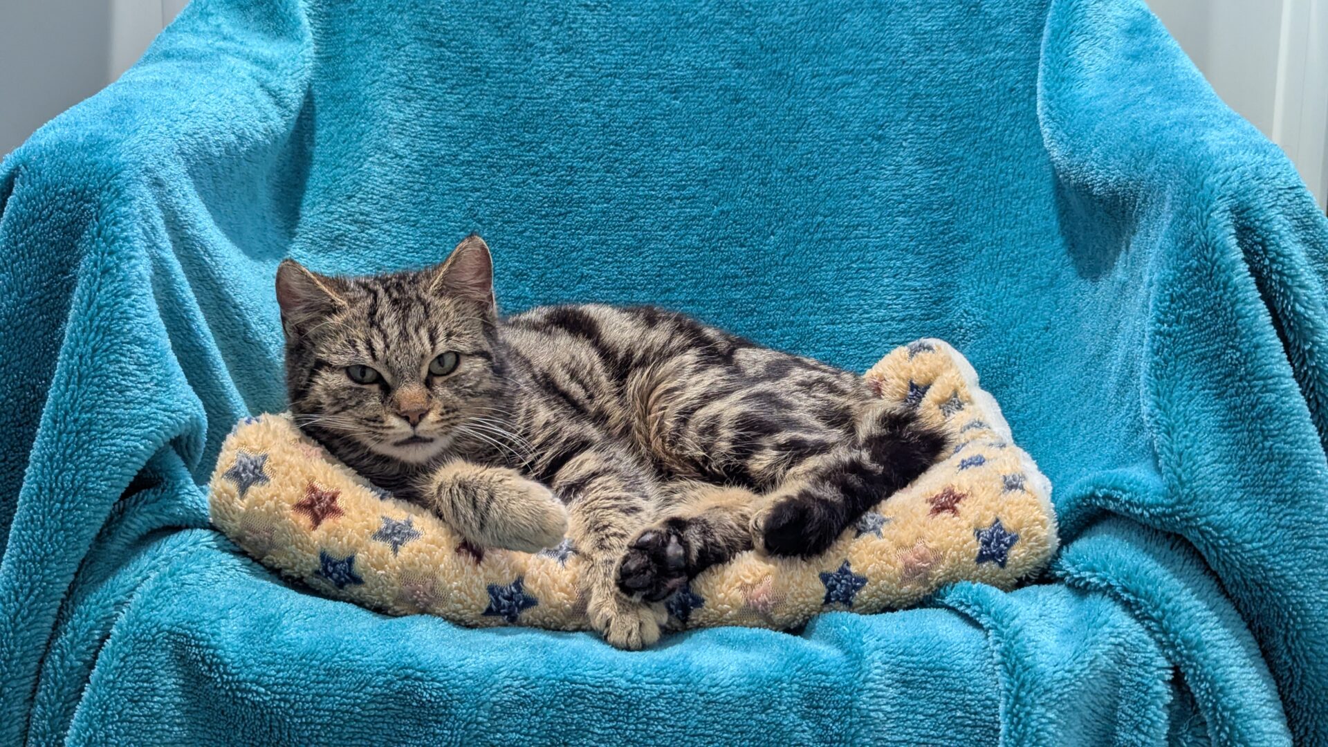 A grey tabby cat is lying on a soft, star-patterned cushion placed on a bright blue, textured armchair. The cat is resting comfortably and looking directly at the camera.