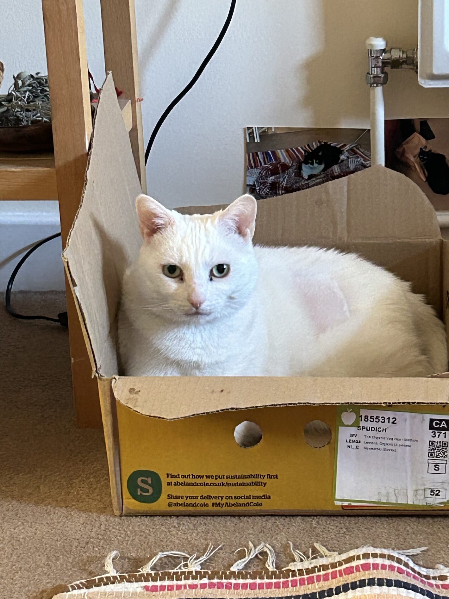 A white cat with green eyes sits comfortably inside a yellow cardboard box on a carpeted floor, with a bookcase, cables, and a radiator visible in the background.