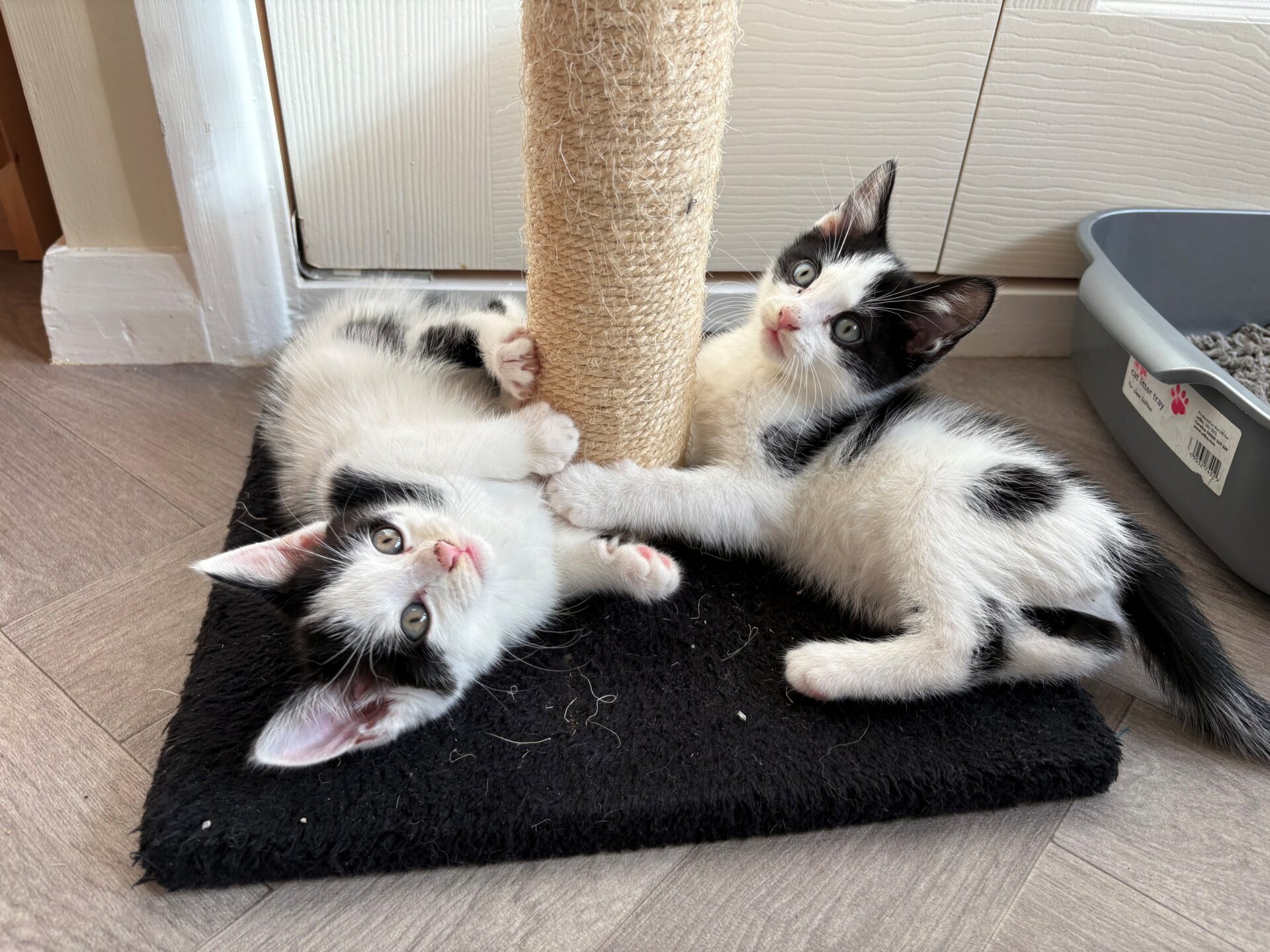 Two black and white kittens lie on a black mat, playing with a sisal scratching post. One kitten is lying on its side, the other is sitting, both looking up with wide eyes. A litter tray is visible nearby.