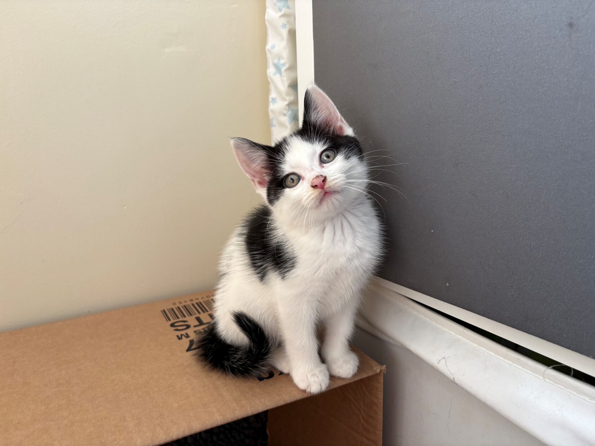 A small black and white kitten sits on a cardboard box near a wall, tilting its head to the side and looking up with curious eyes.