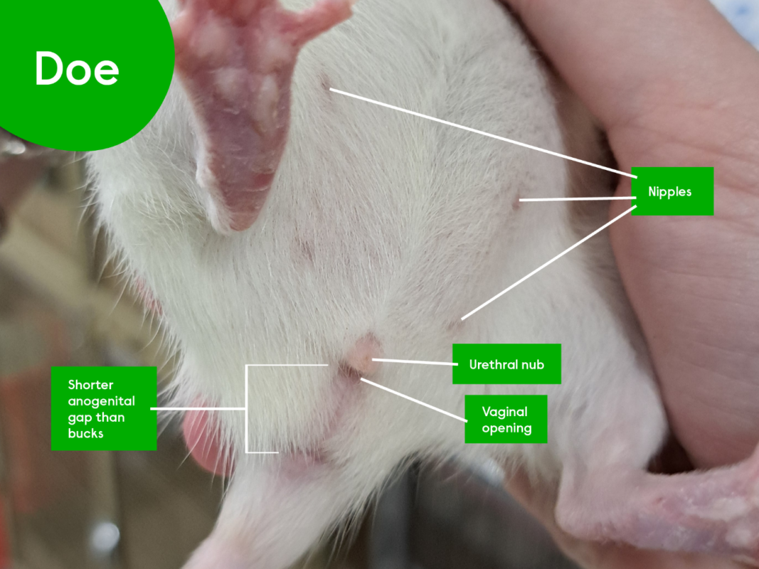 Close-up of a person holding a small animal, labelled Doe, showing anatomical features including teats, urethral nub, vaginal opening, and shorter anogenital gap.