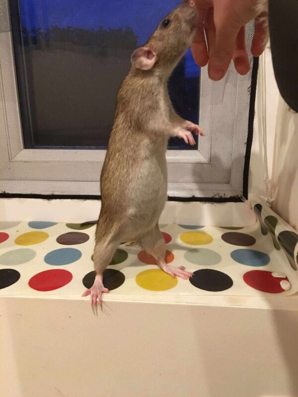 A pregnant rat stands on its hind legs on a spotty surface near a window, sniffing or nuzzling a person's hand.