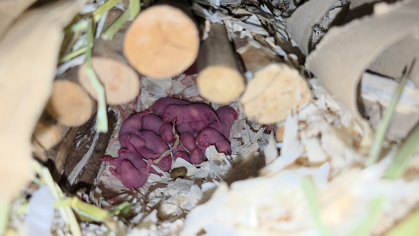 A group of tiny, hairless pink baby rats huddle together in a nest made of shredded paper, straw, and wooden sticks.