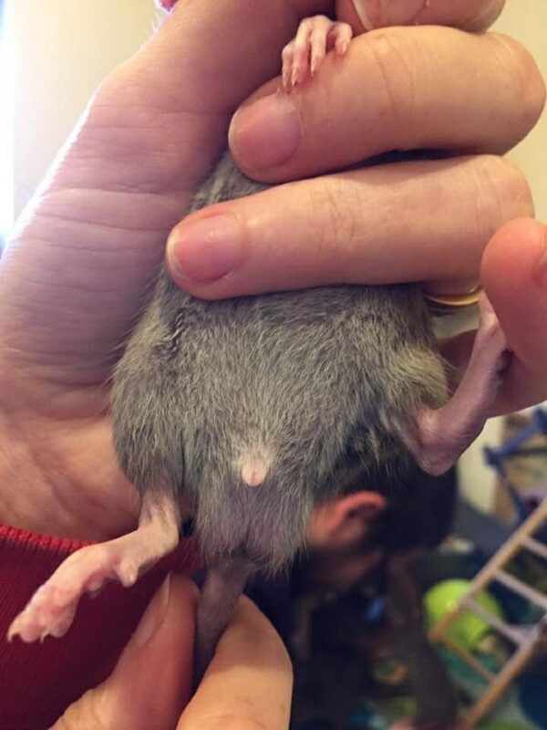 A person holds a buck rat at four and a half weeks old, showing its belly and legs. The animal’s genitals are visible for sex identification, whilst the person’s fingers gently support the young rodent.