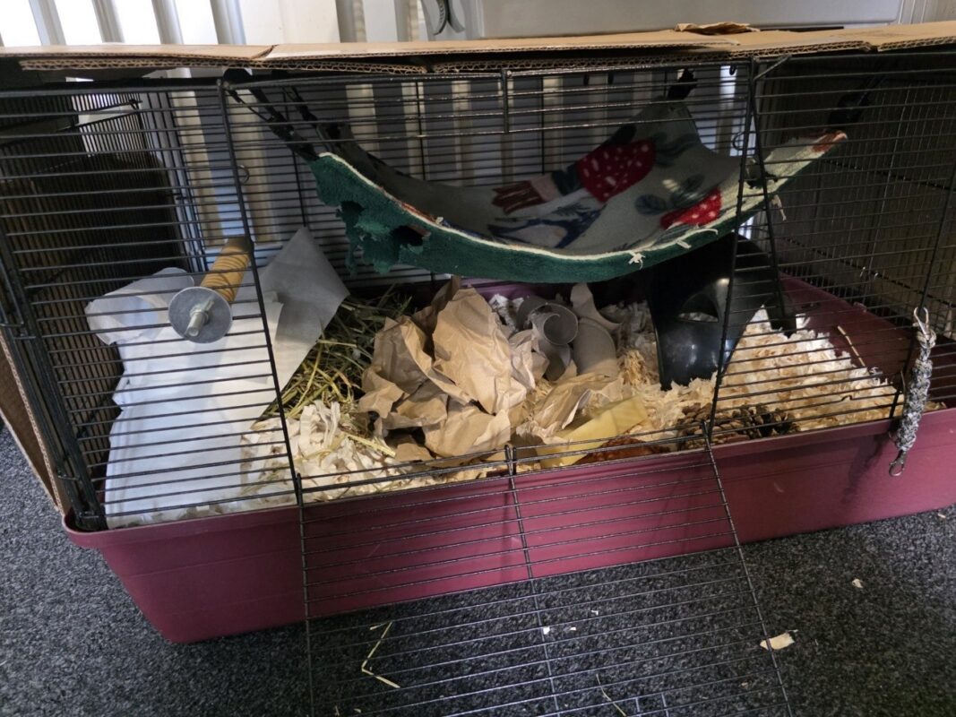 A small rat cage with a maroon base and black wire top, containing shredded paper bedding, hay, cardboard tubes, a water bottle, and a green fleece hammock hanging above.