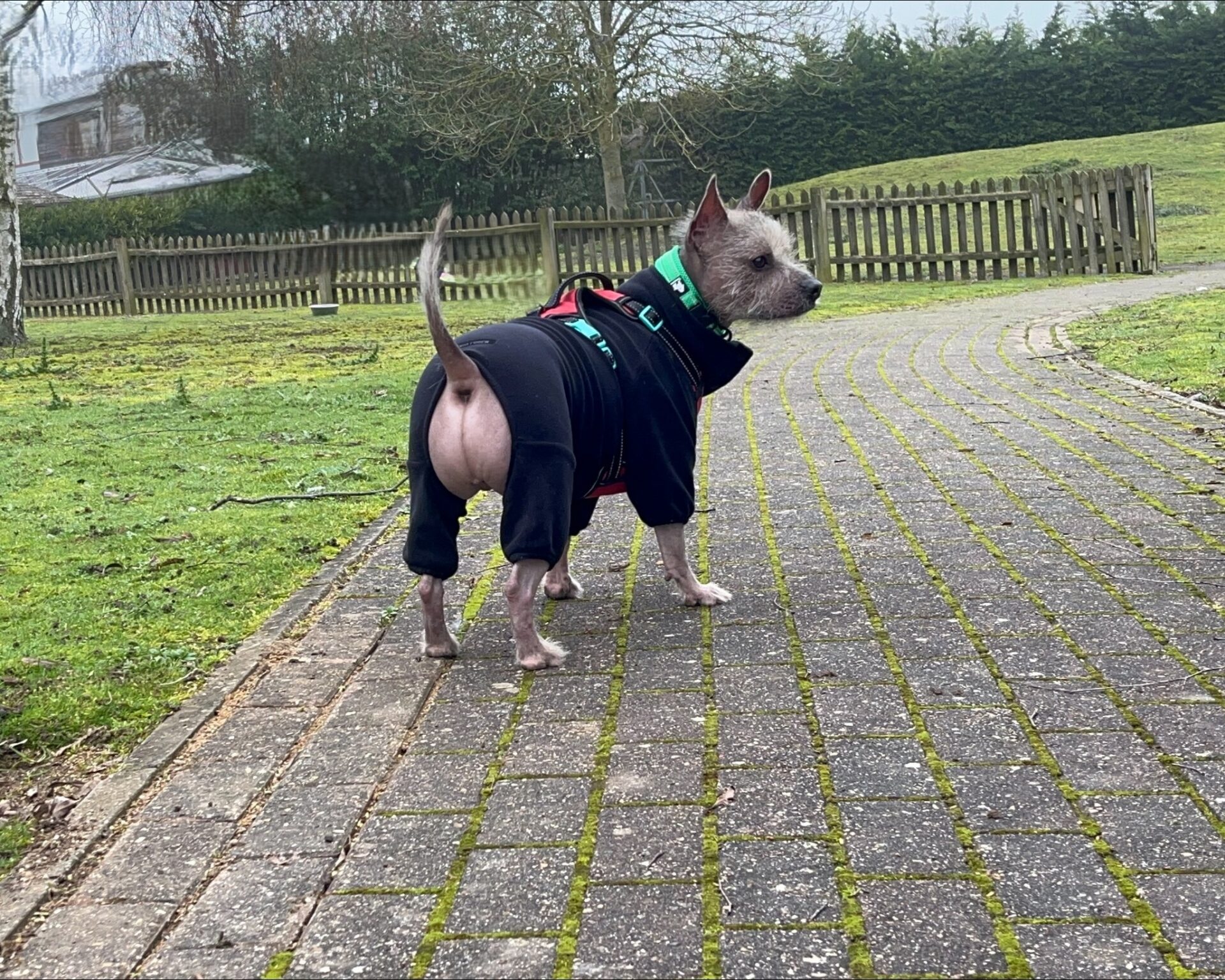 A French Bulldog x Chinese Crested, hairless and dressed in a black outfit with a green harness, stands on a paved path in a grassy park, gazing off to the side. A wooden fence and trees create a peaceful backdrop.