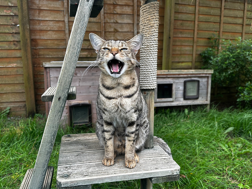 A tabby cat sits on a wooden platform outdoors, mouth open as if meowing or yawning. There is green grass, a scratching post, and wooden structures in the background.