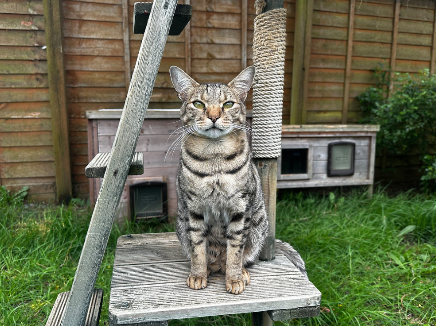 A tabby cat sits upright on a wooden platform in a grassy garden, surrounded by a wooden climbing frame and a scratching post, with a wooden fence and cattery in the background.