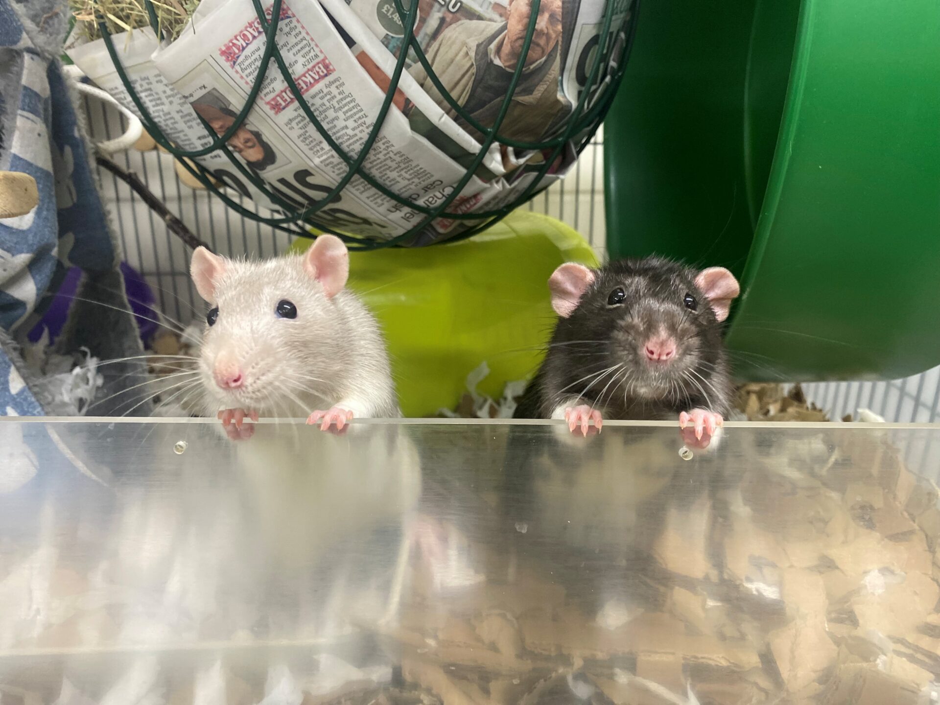 Two curious rats, one white and one black, stand on their hind legs, peeking over the clear front of their cage. Behind them are a green wheel, shredded paper bedding, and a basket lined with newspaper and hay..