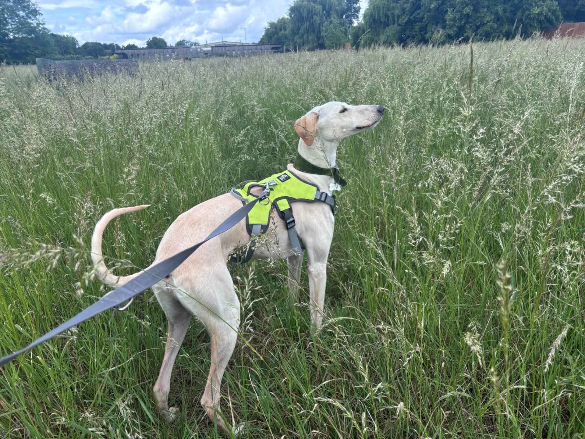 A light-coloured lurcher wearing a bright green harness stands in tall grass on a lead, looking up with its nose lifted. The sky is partly cloudy, and there are trees and a building in the background.