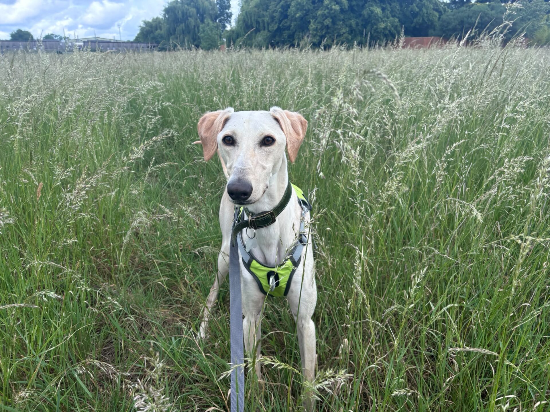 A light-coloured lurcher wearing a green harness stands on a lead in a tall grassy field, with trees and a cloudy sky in the background.
