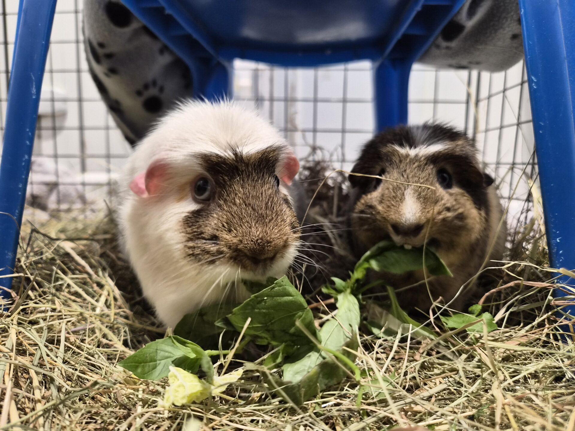 Two guinea pigs sit on hay in a cage, eating leafy greens together. One guinea pig is mostly white with brown markings, whilst the other has darker brown fur with lighter patches.