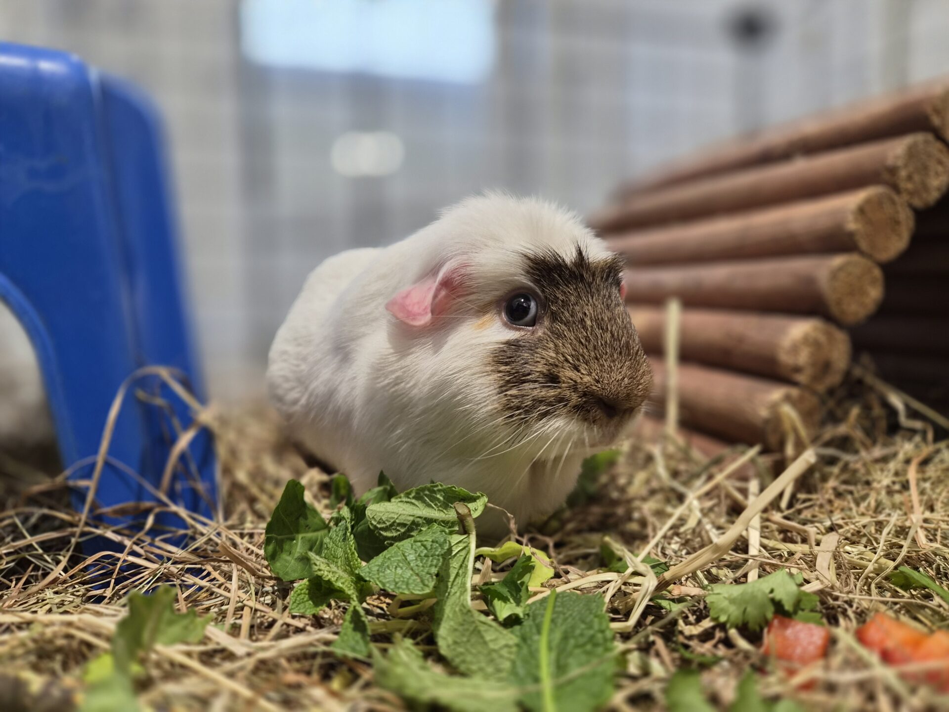 A white guinea pig with a brown patch on its face sits on hay next to fresh greens, near a blue plastic shelter and a wooden tunnel in its enclosure.