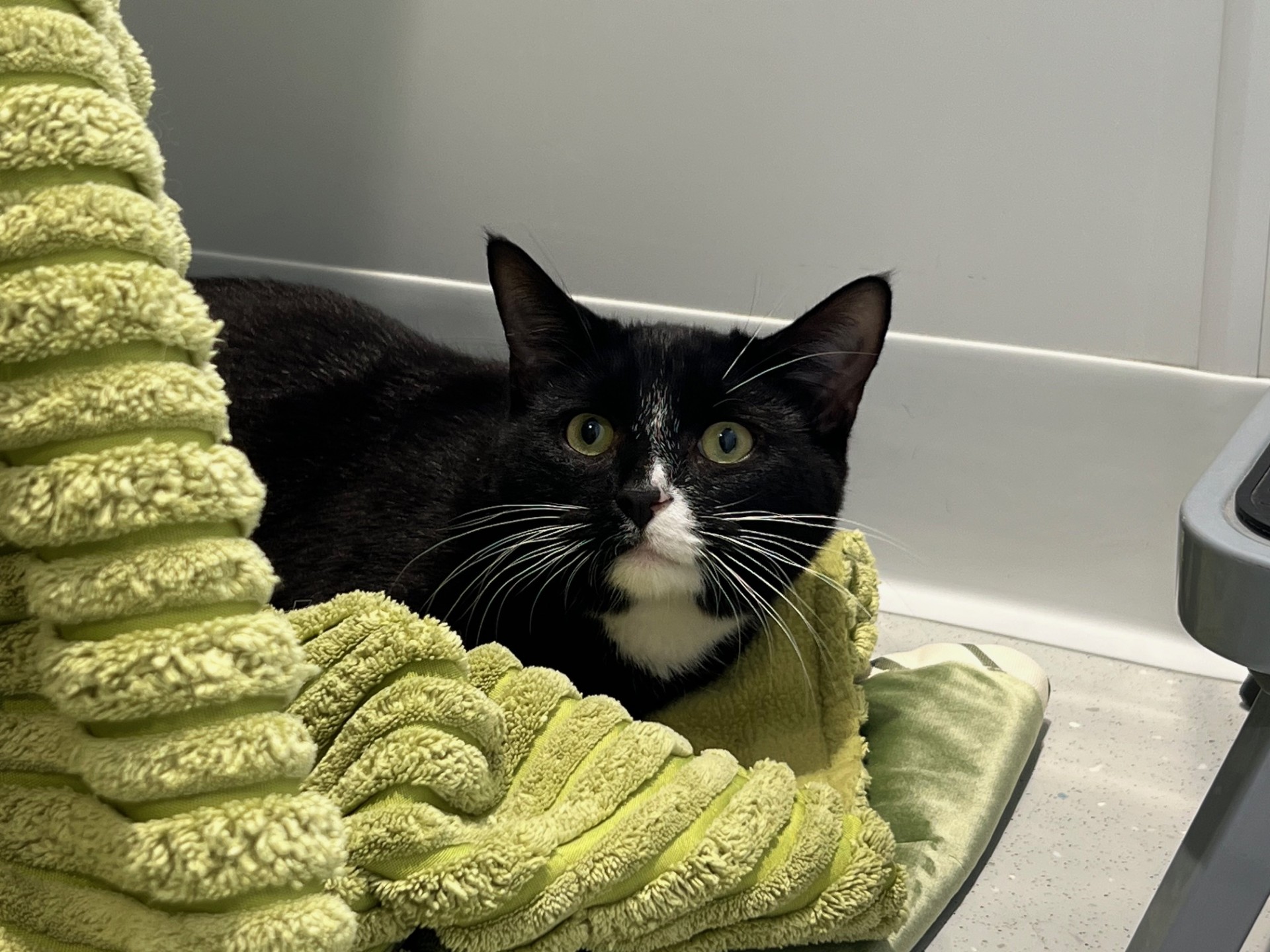 A black and white cat with wide eyes lies on a soft, green textured blanket in a corner, next to a wall and a piece of furniture.