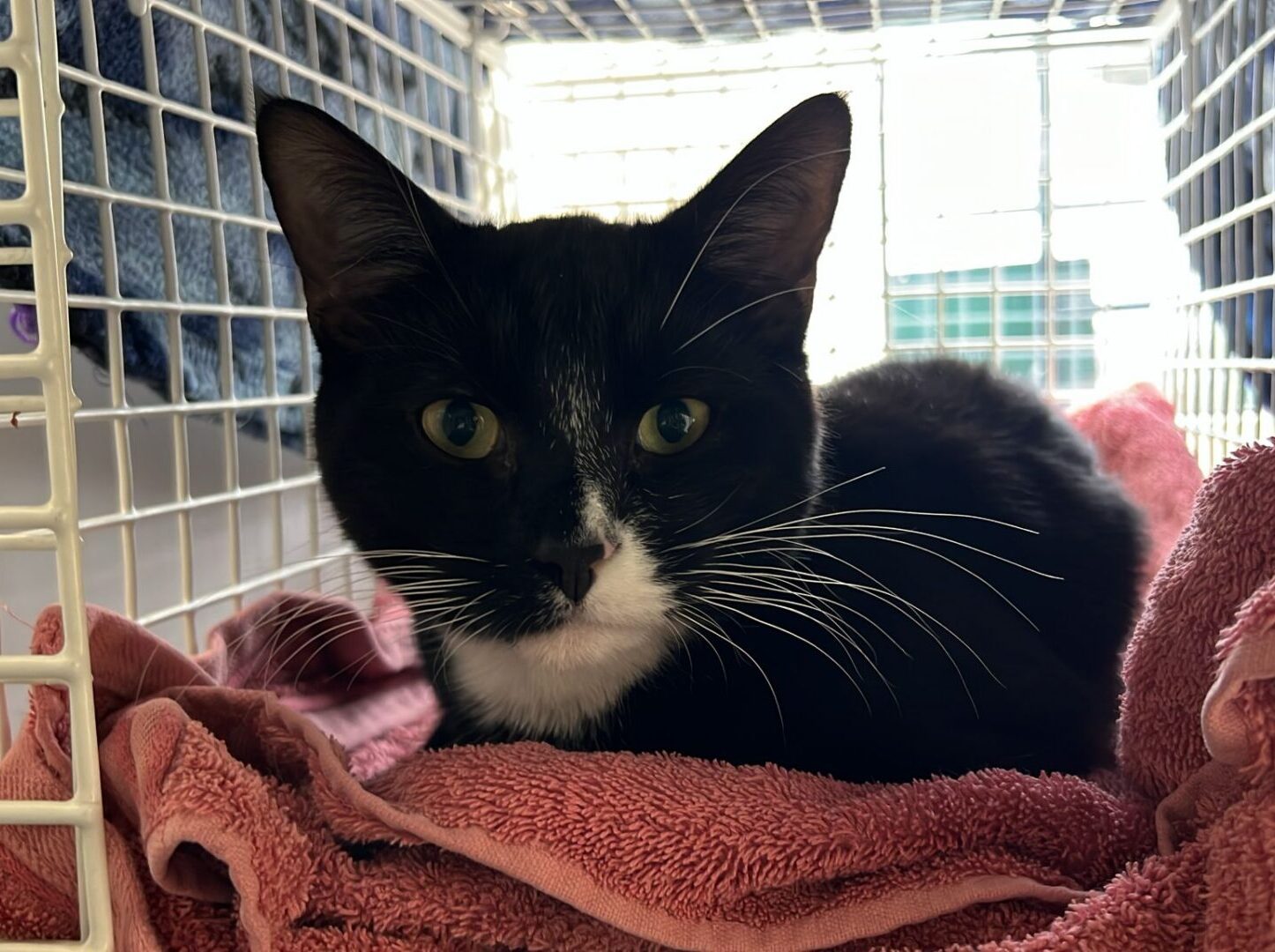 A black and white cat with green eyes lies on a pink towel inside a wire cage, looking directly at the camera. Sunlight filters through the cage, creating a soft, warm atmosphere.